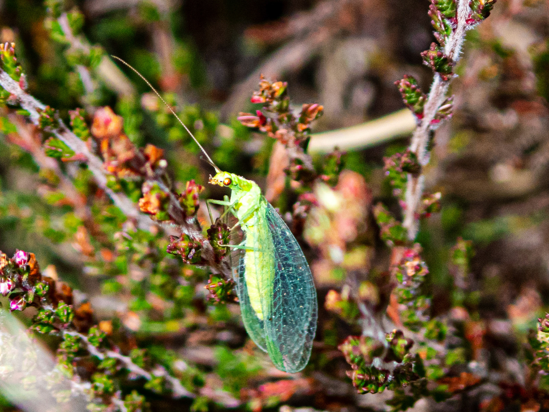 Pig Bush - New Forest 22 July 2022