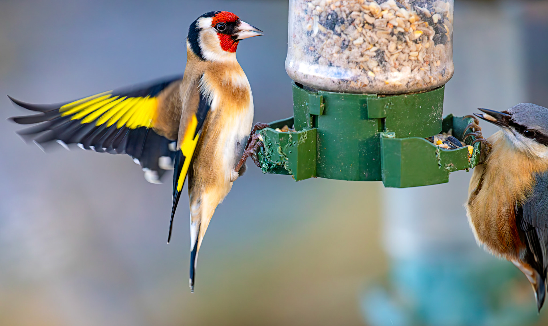 Goldfinch &amp; Nuthatch at Bavelaw 30 January 2025