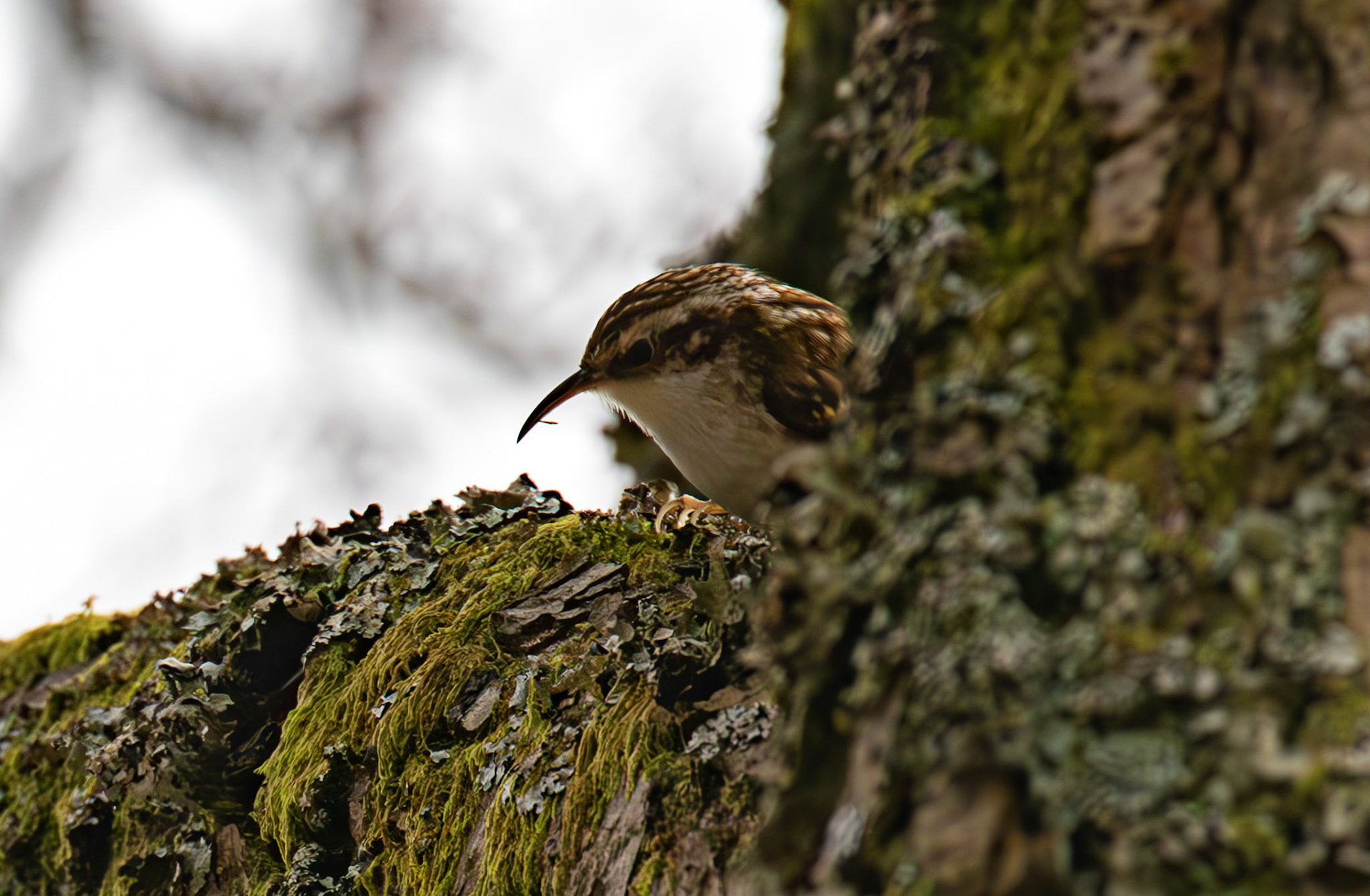 Treecreeper, Loch Venachar 28 February 2026