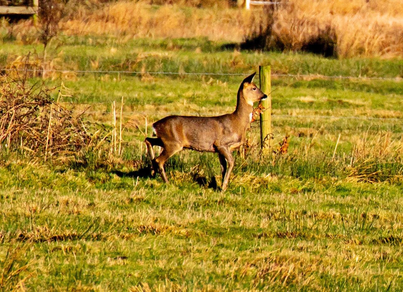 Roe Deer at Titchfield  Haven 02 January 2025