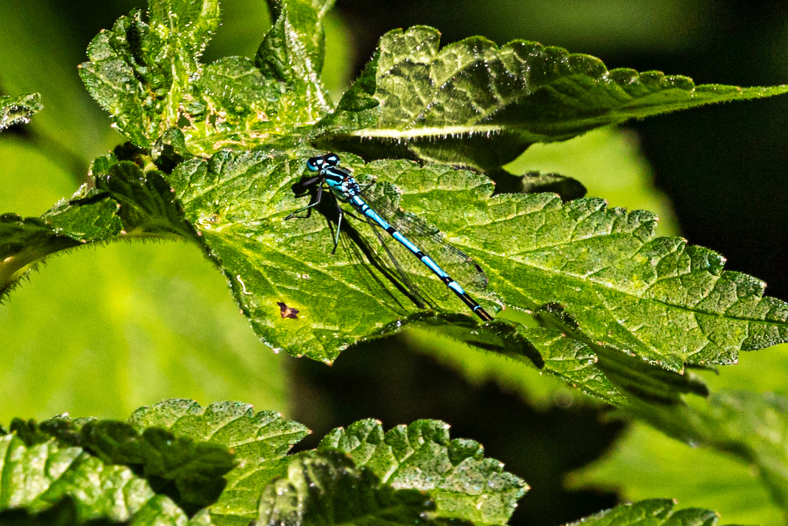 Insects in Livingston 08 July 2024