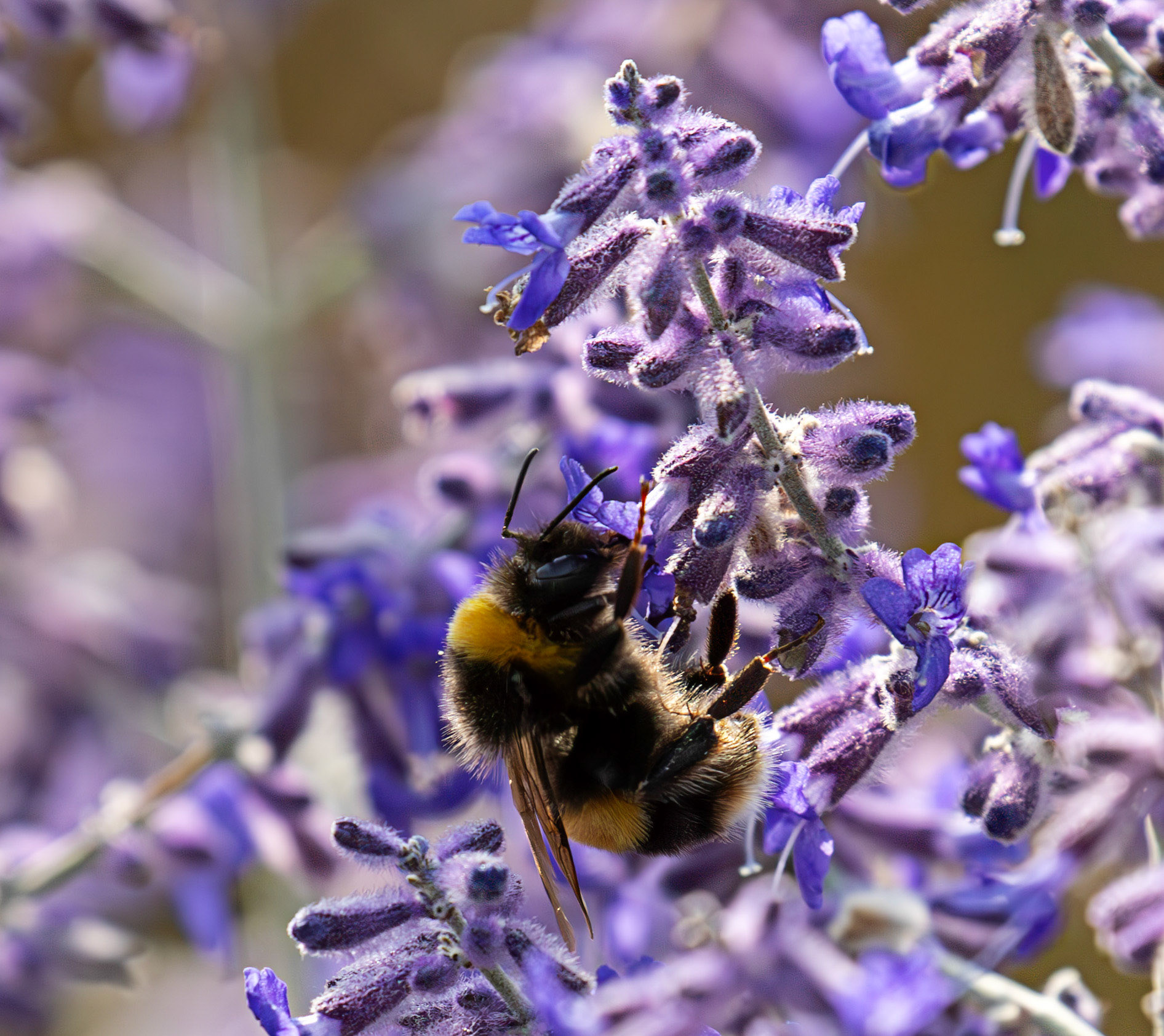 Buff-tailed Bumblebee (Bombus terrestris) Slough 05 August 2025