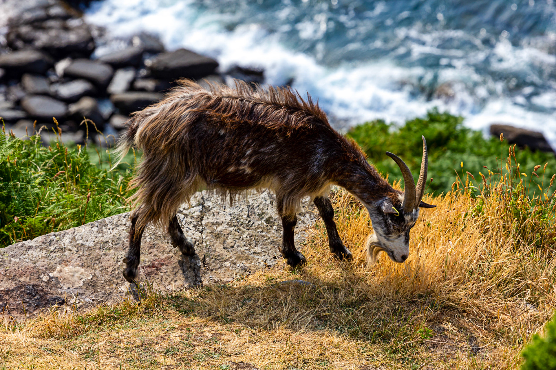 Valley of the Rocks, Lynton 26 June 2023