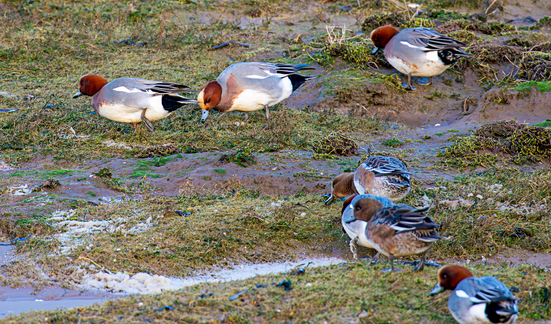 Wigeon at Aberlady, East Lothian - 05 February 2025