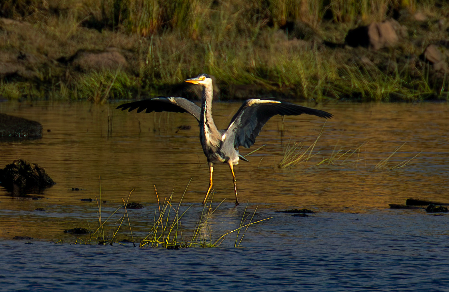 Grey Heron - Harperrig Reservoir 17 September 2024