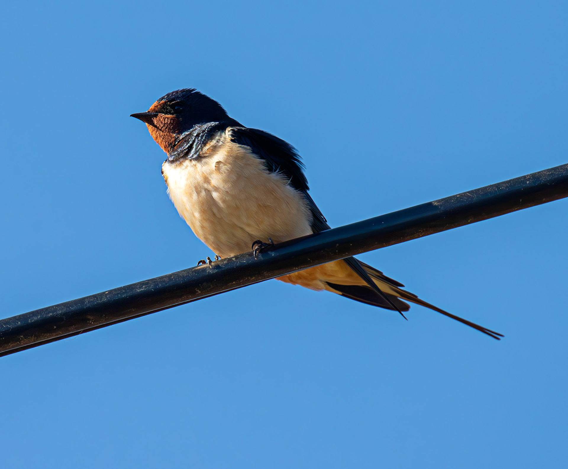 Swallow near Dornoch 30 April 2026