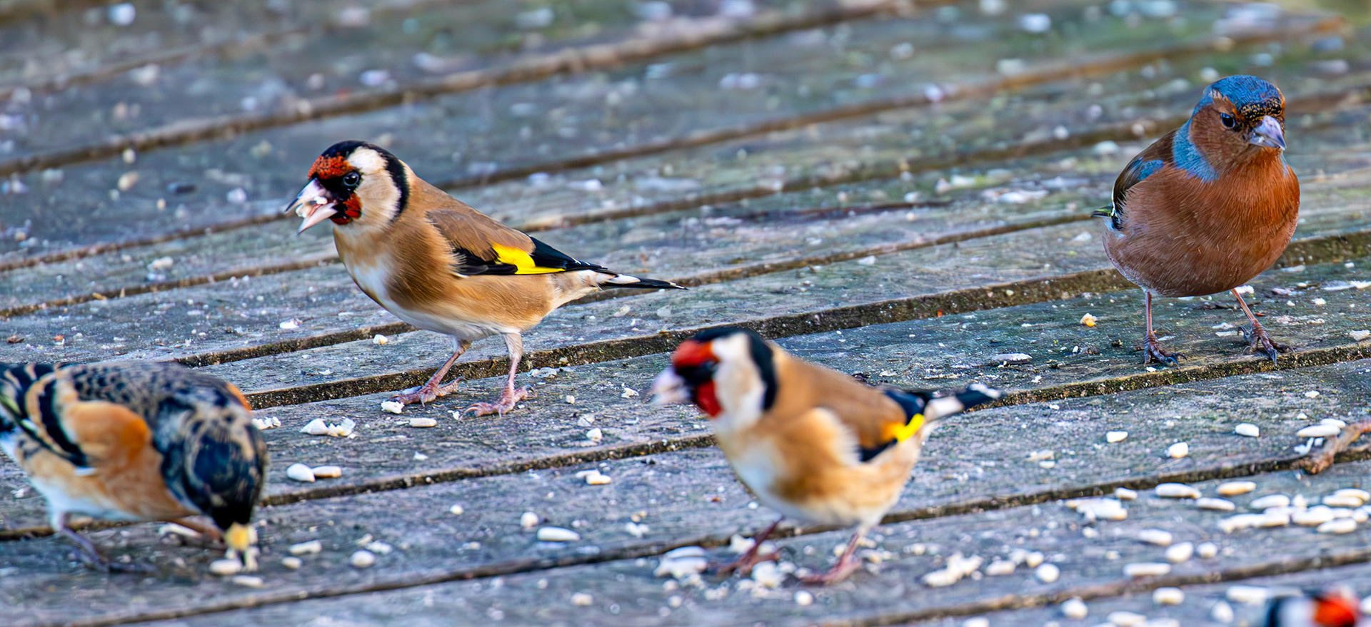 Goldfinch, Chaffinch &amp; Brambling at Bavelaw 30 January 2025