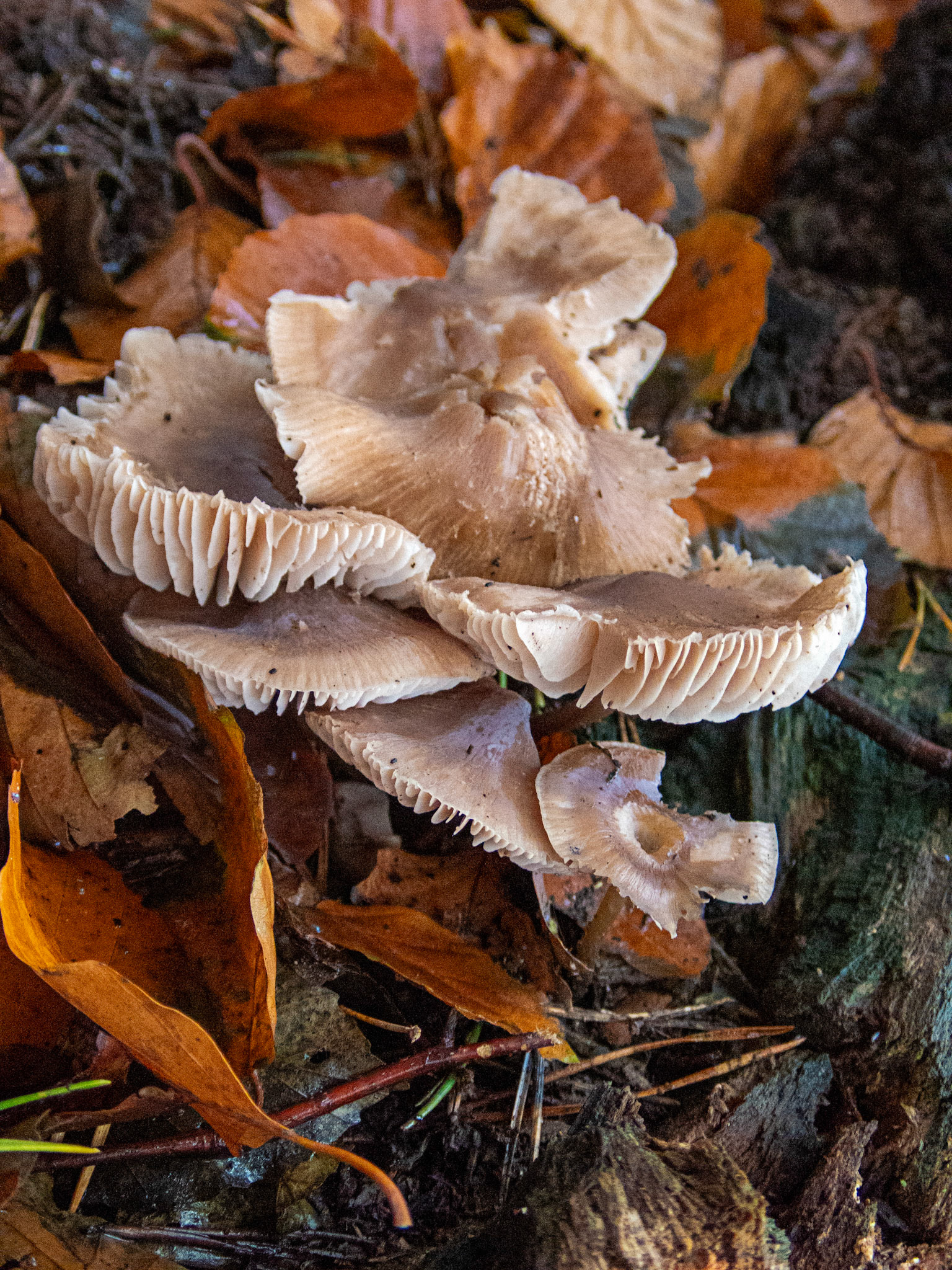 Clitocybe fragrans (Fragrant Funnel) Deans Woods 08 November 2025
