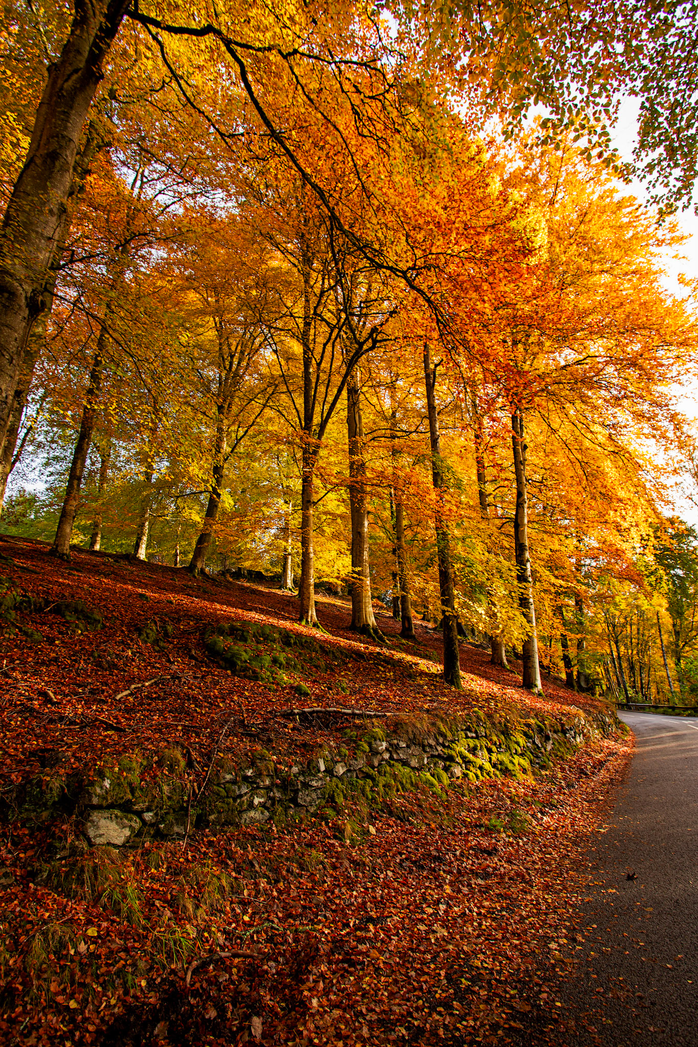 Dunkeld. Autumnal Tour around Perthshire 19 October 2024