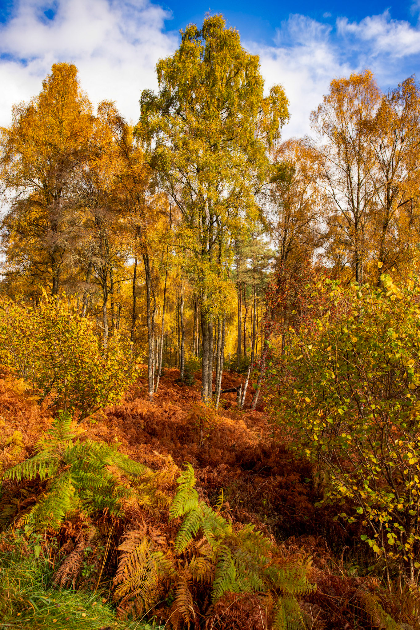 Autumnal Tour around Perthshire 19 October 2024