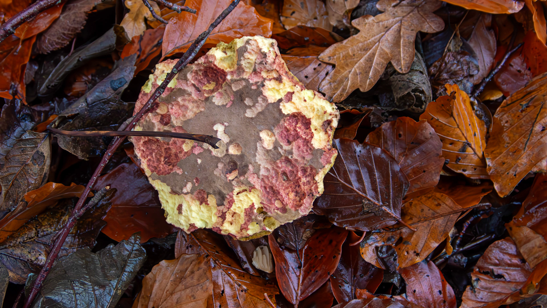 Plums and Custard mushroom (Tricholomopsis rutilans) Deans Woods 08 November 2025