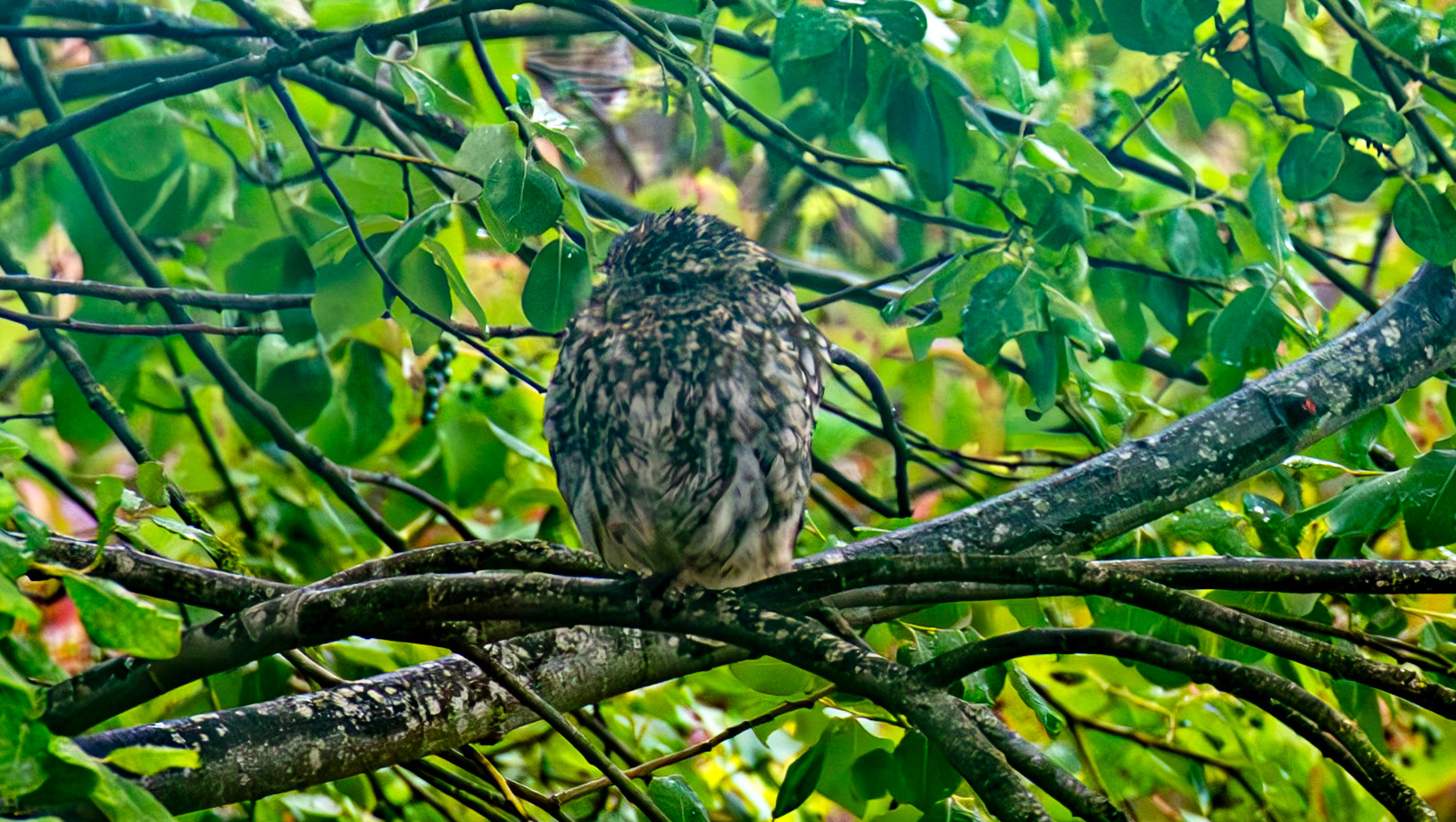 Little Owl - St Aidans RSPB Leeds 20 July 2025