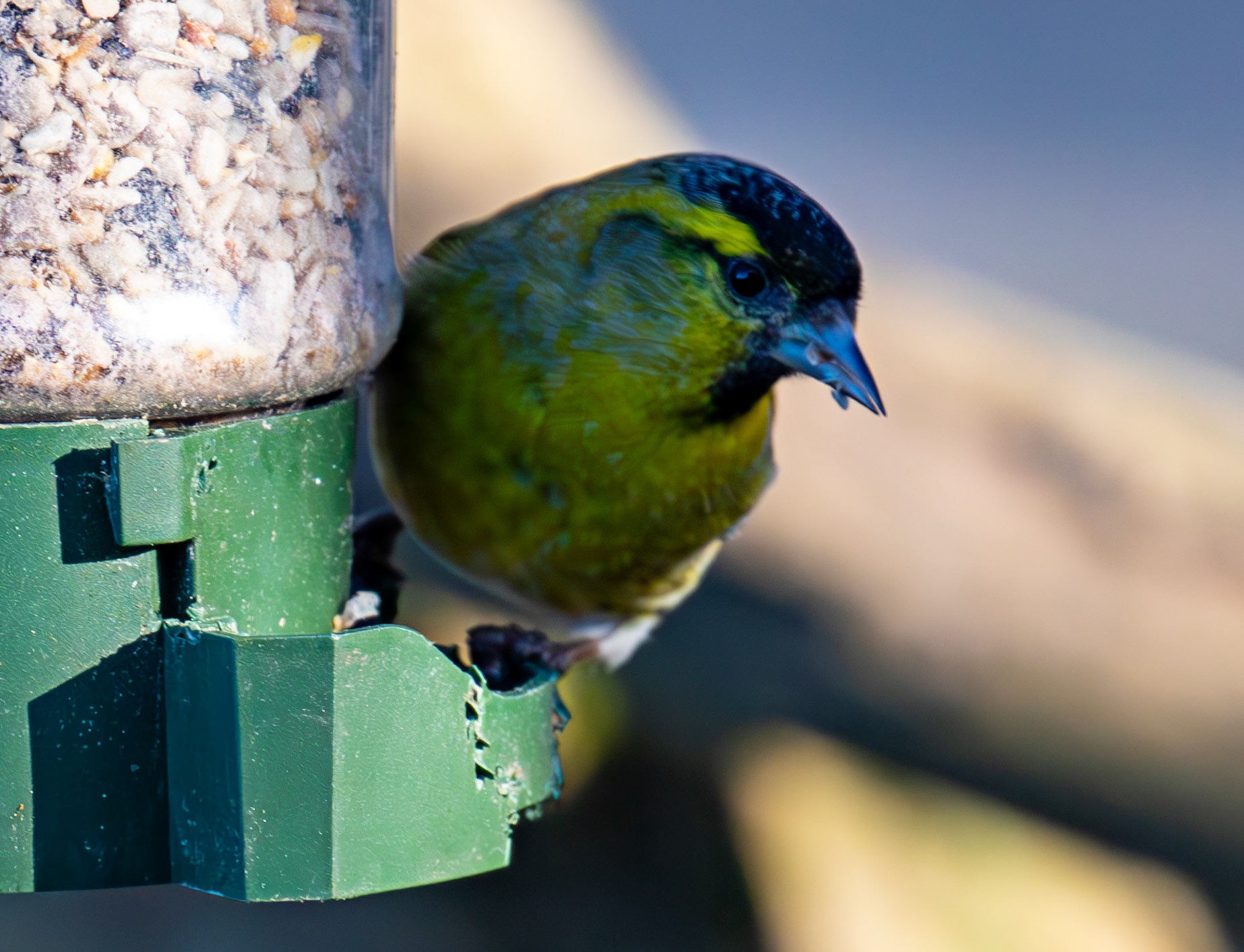 Siskin at Bavelaw 30 January 2025