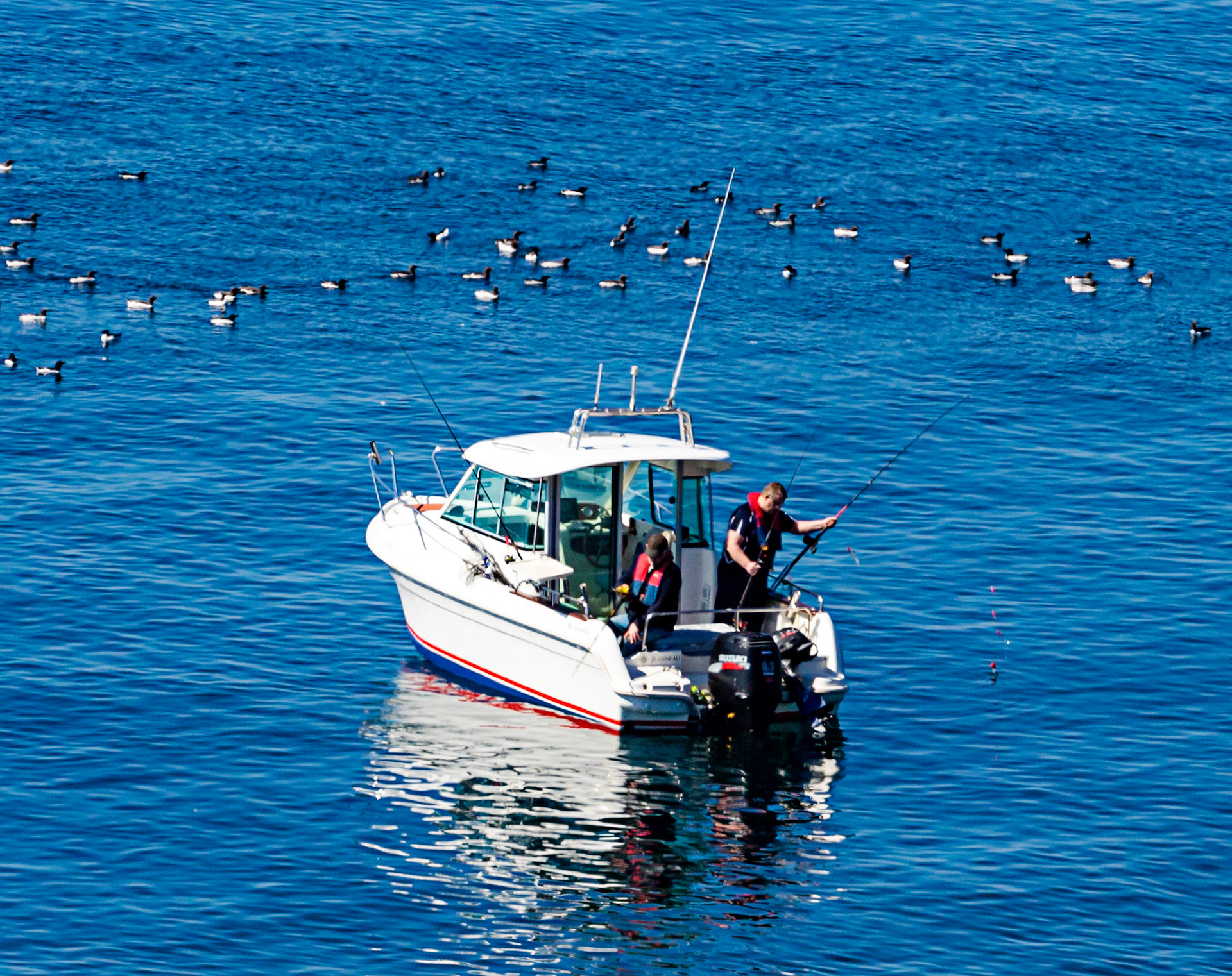 Isle of May - 04 June 2022