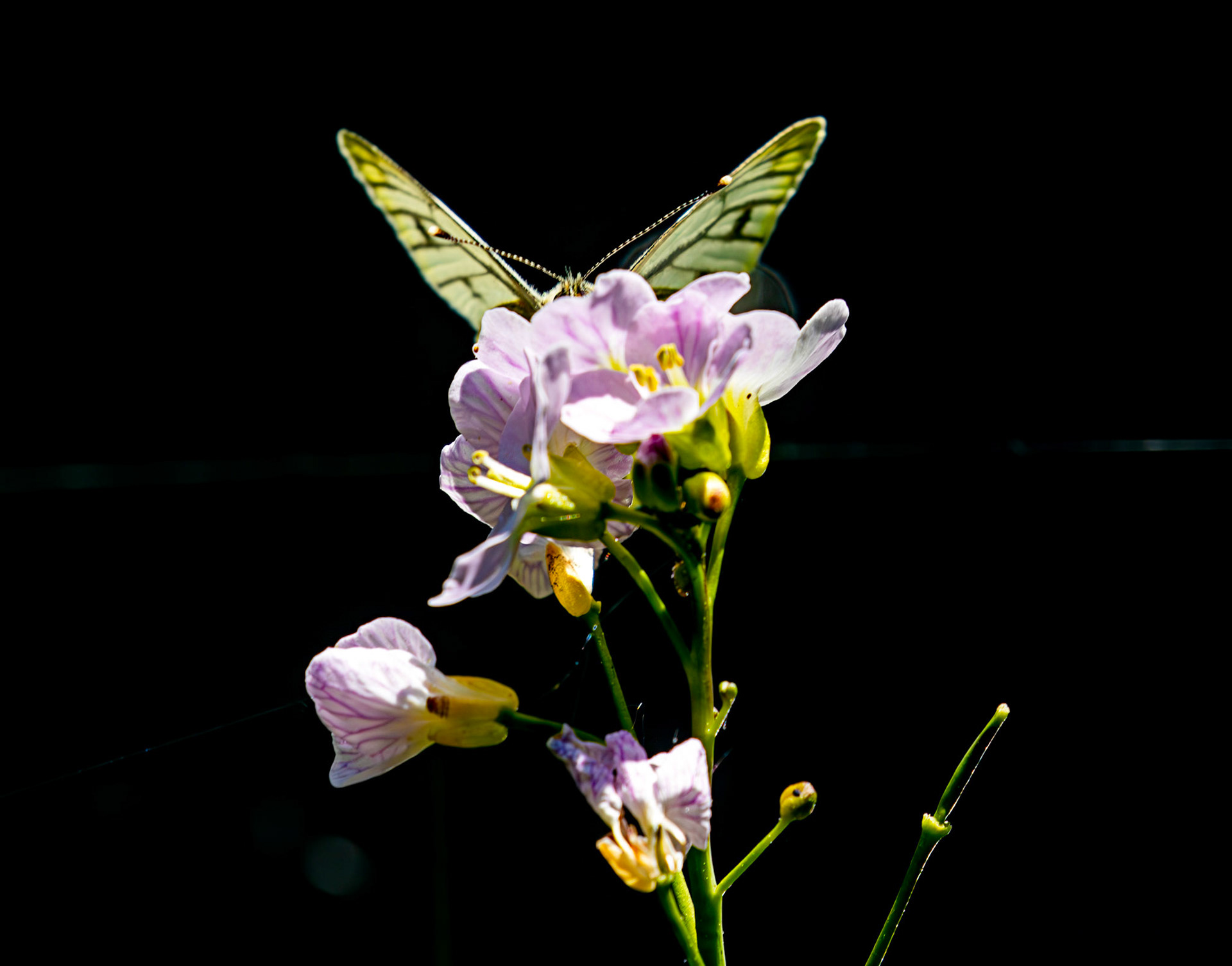 Green Veined White (Pieris napi) - Wild-life Pond at Polkemmet Country Park 13 May 2025
