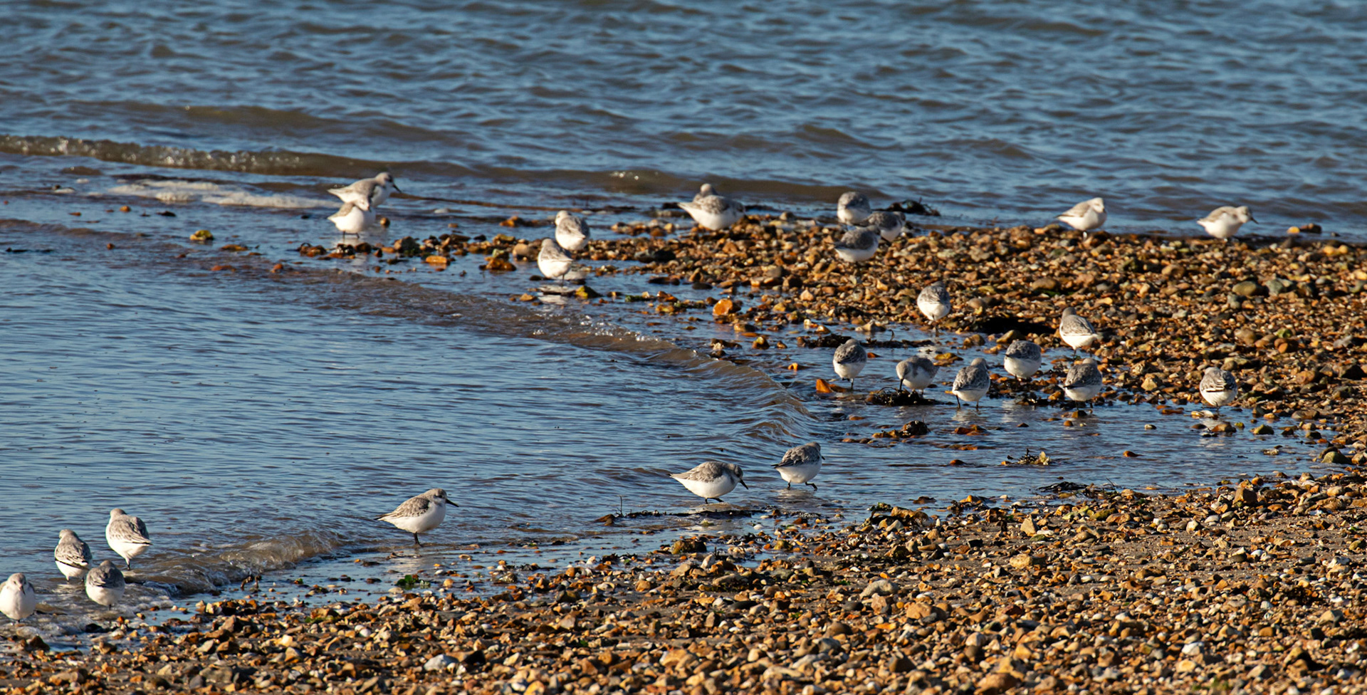 Sanderling at Titchfield Haven 02 January 2025