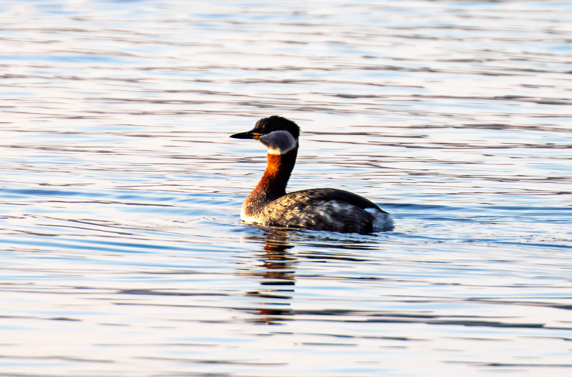 Red Necked Grebe at Hogganfield Loch 19 March 2025