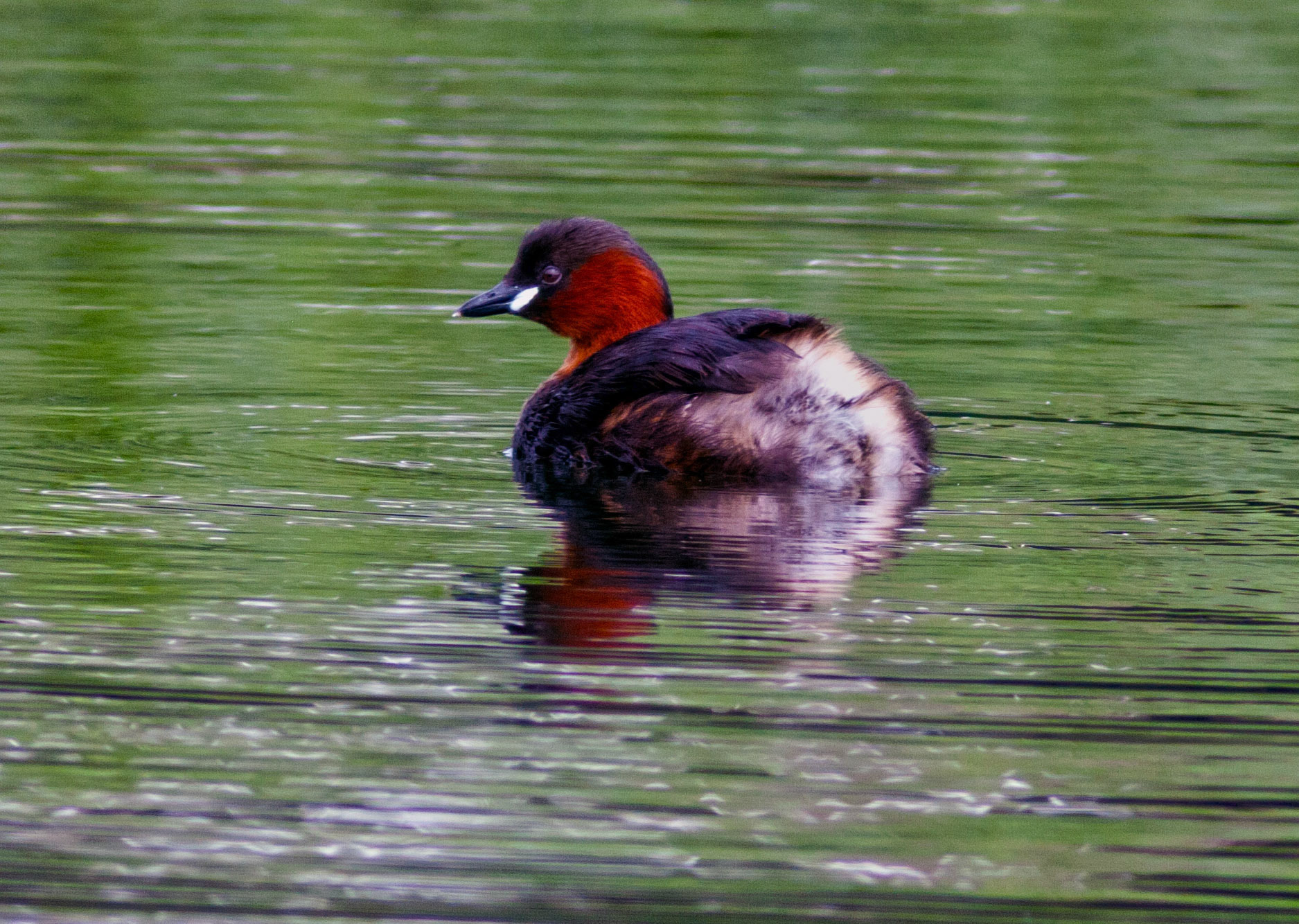 Little Grebe on Linlithgow Loch 10 August 2016. Please see my Photographs of birds at: http://www.jamespdeans.co.uk/p335071268