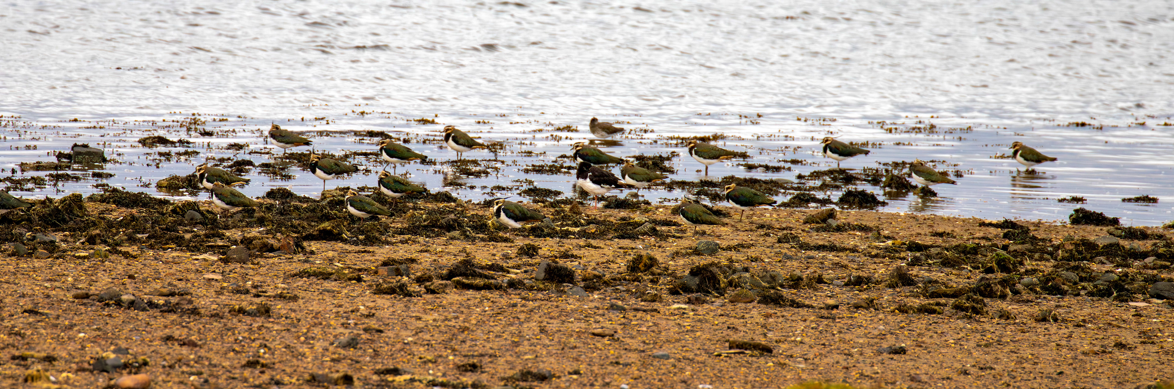 Lapwings - Aberlady Bay 14 Sept 2024