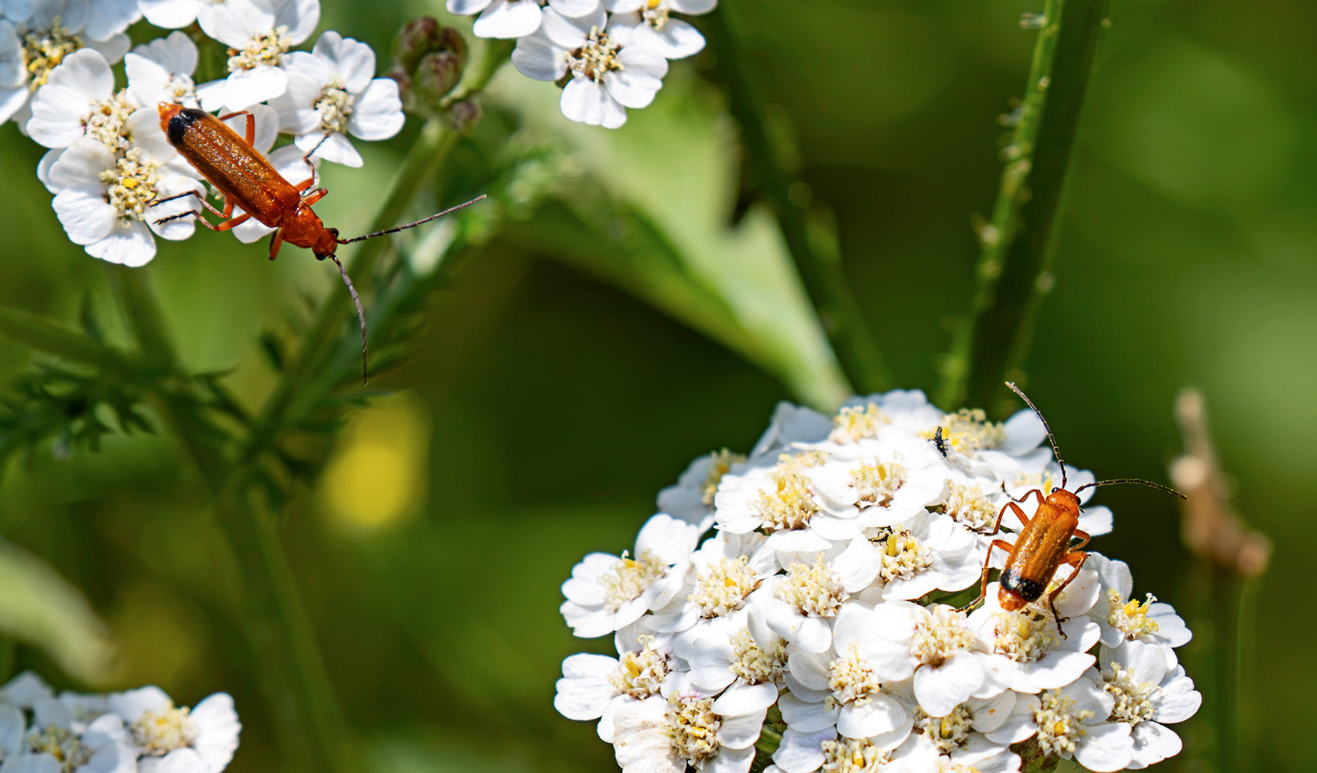 Soldier Beetles - Howden Walled Garden 15 July 2026