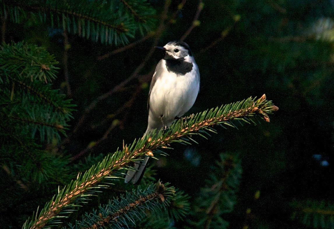 BergenPlease see my other Photographs at: http://www.jamespdeans.co.uk/
