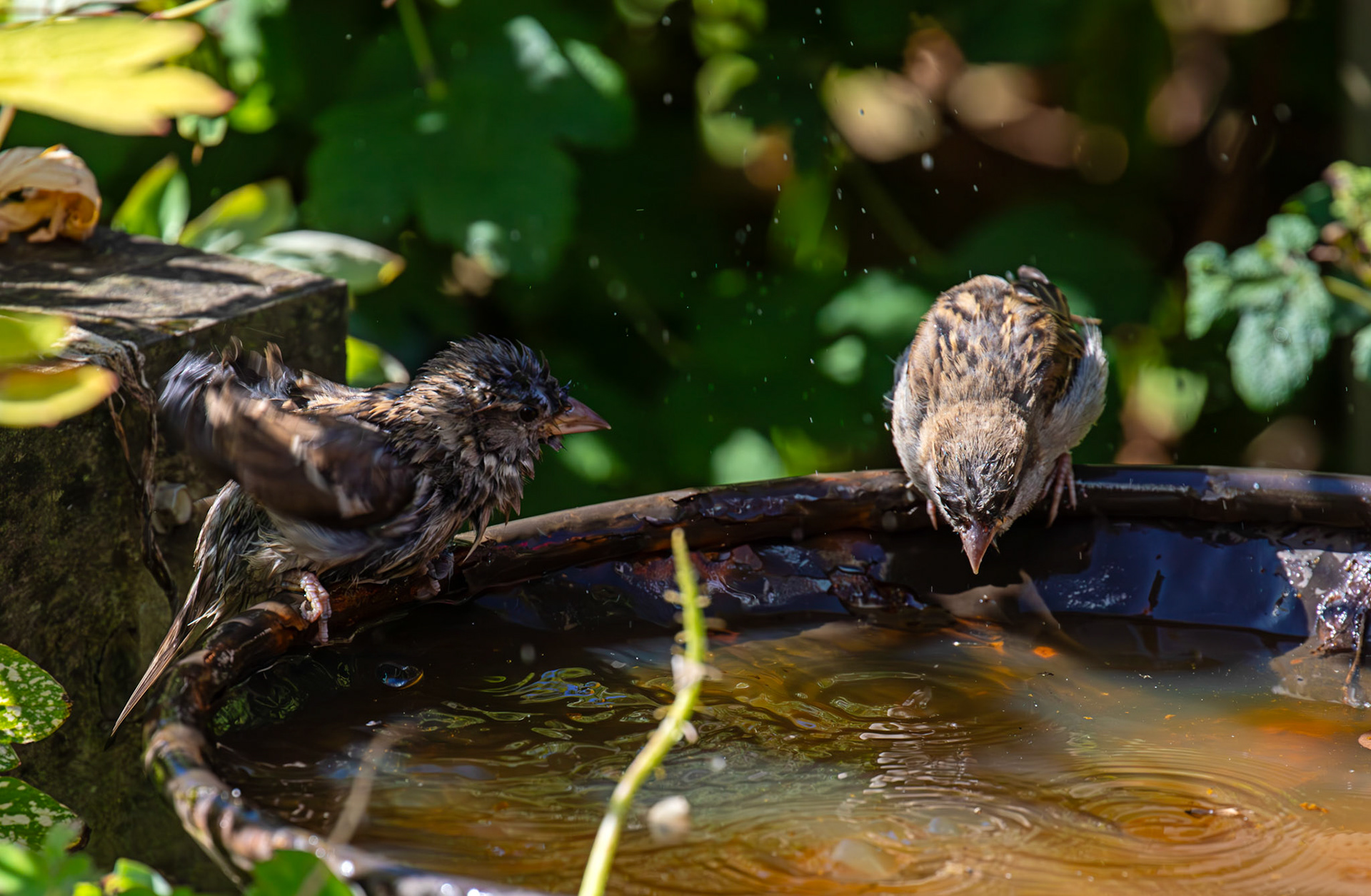 House Sparrows bathing in Livingston 12 July 2025
