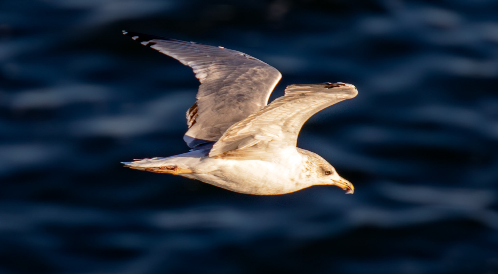 Yellow-Legged Gull. Sail from Naples 03 Sept 2025