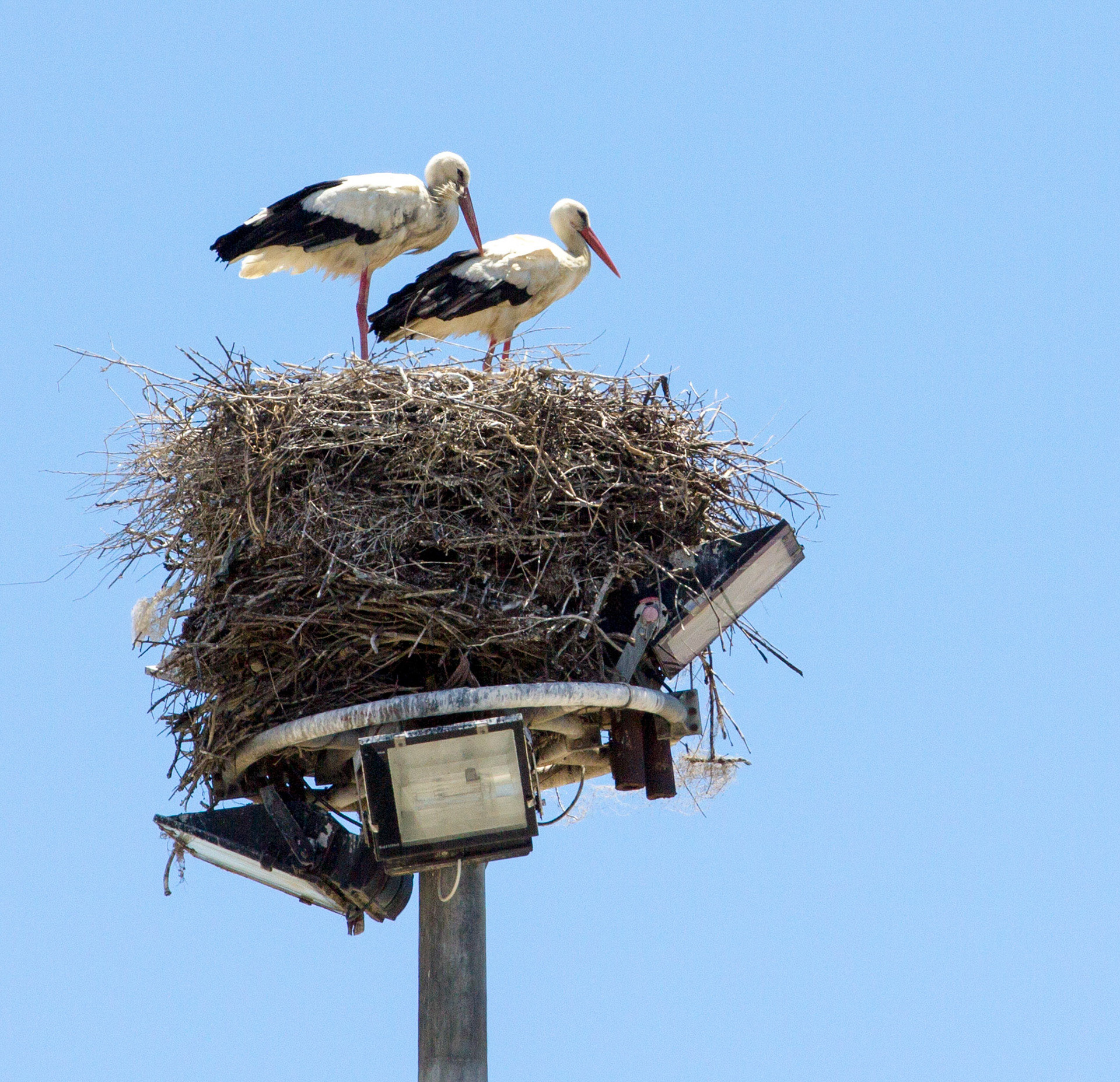 White Stork nesting on a light in OlhãoPlease see my Photographs of Portugal at: http://www.jamespdeans.co.uk/p116503744