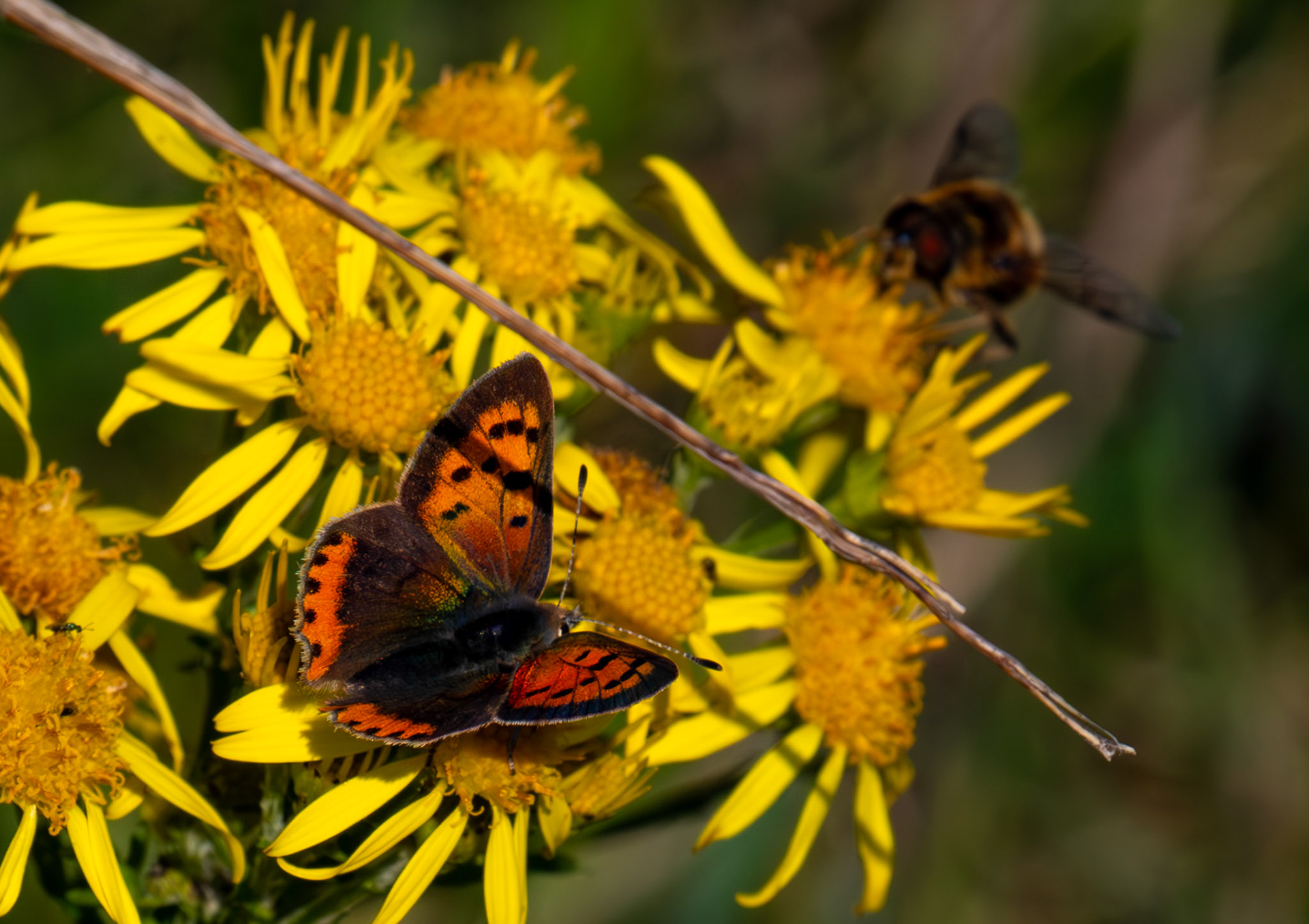 Small Copper Butterfly - RSPB Loch Leven 06 Sept 2024