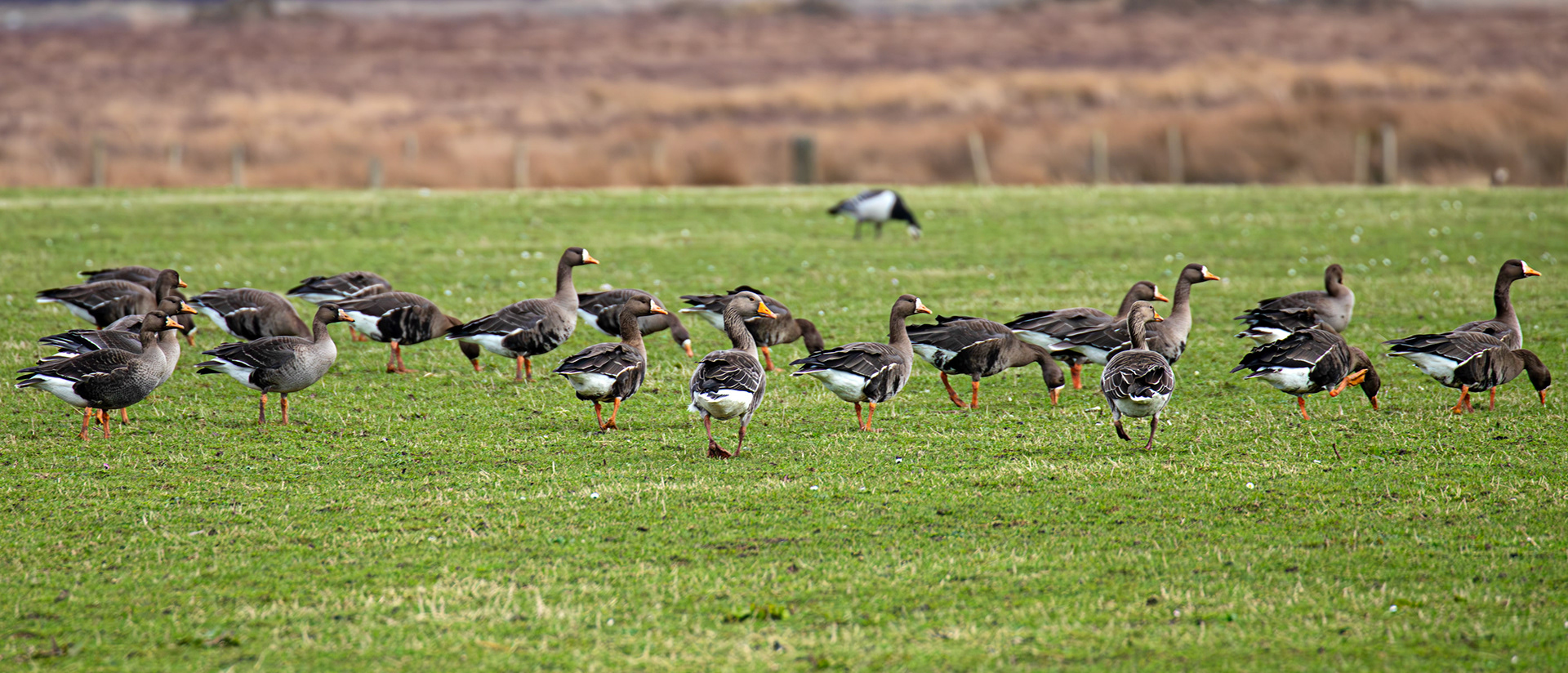 White Fronted Goose: The Island of Islay 04 March 2025