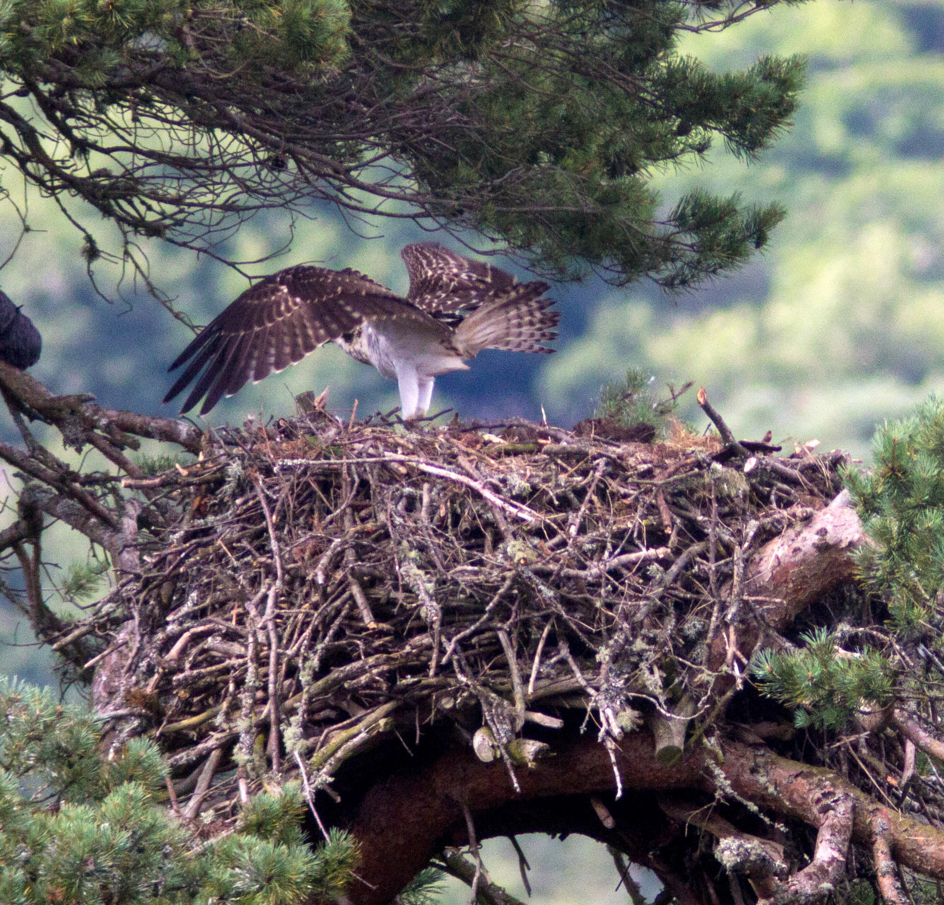 Ospreys at Loch o' the Lowes - SWT near Dunkeld