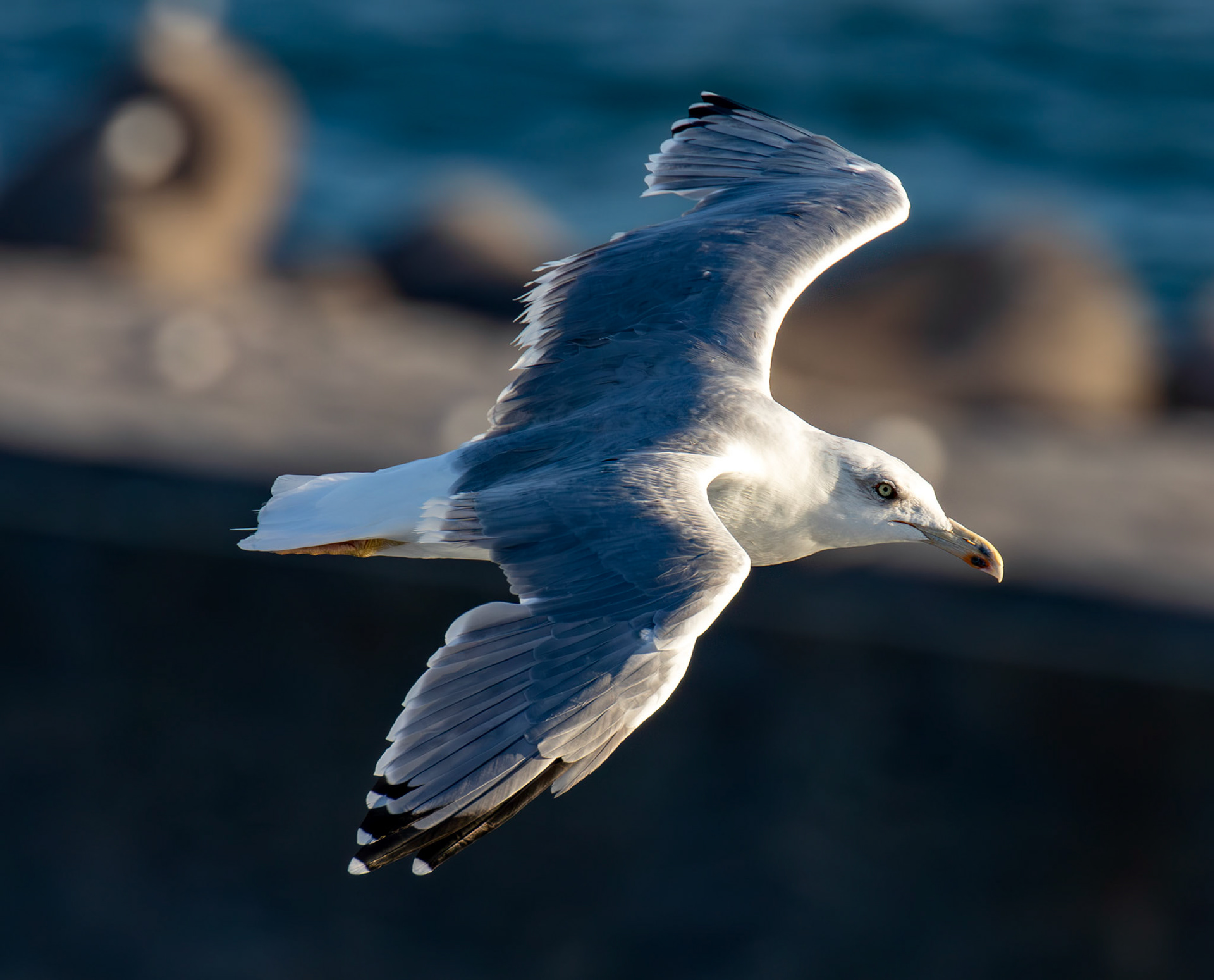 Yellow-Legged Gull. Sail from Naples 03 Sept 2025
