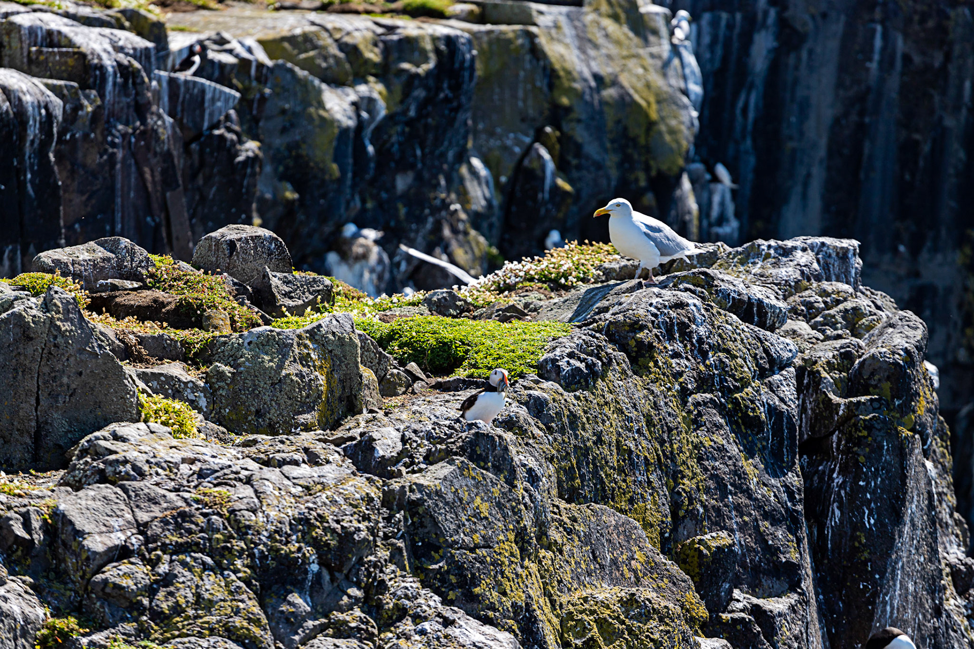 Puffin - Isle of May - 04 June 2022
