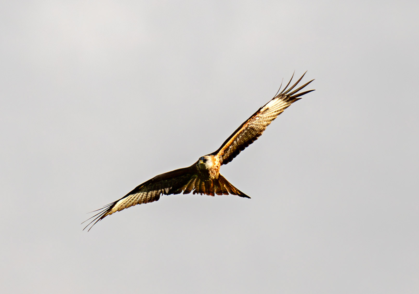 Ardgaty Kites 12 November 2025