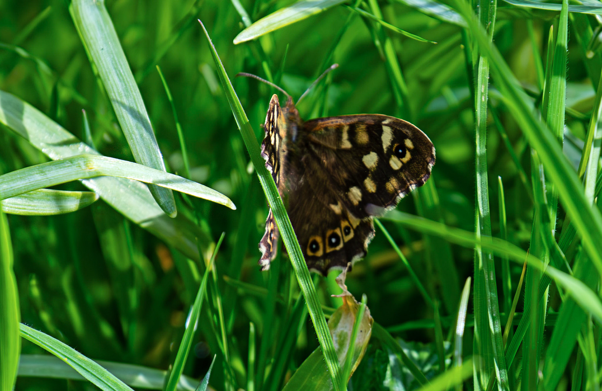 Speckled Wood Butterfly, Malleny Gardens, Balerno 27 April 2026