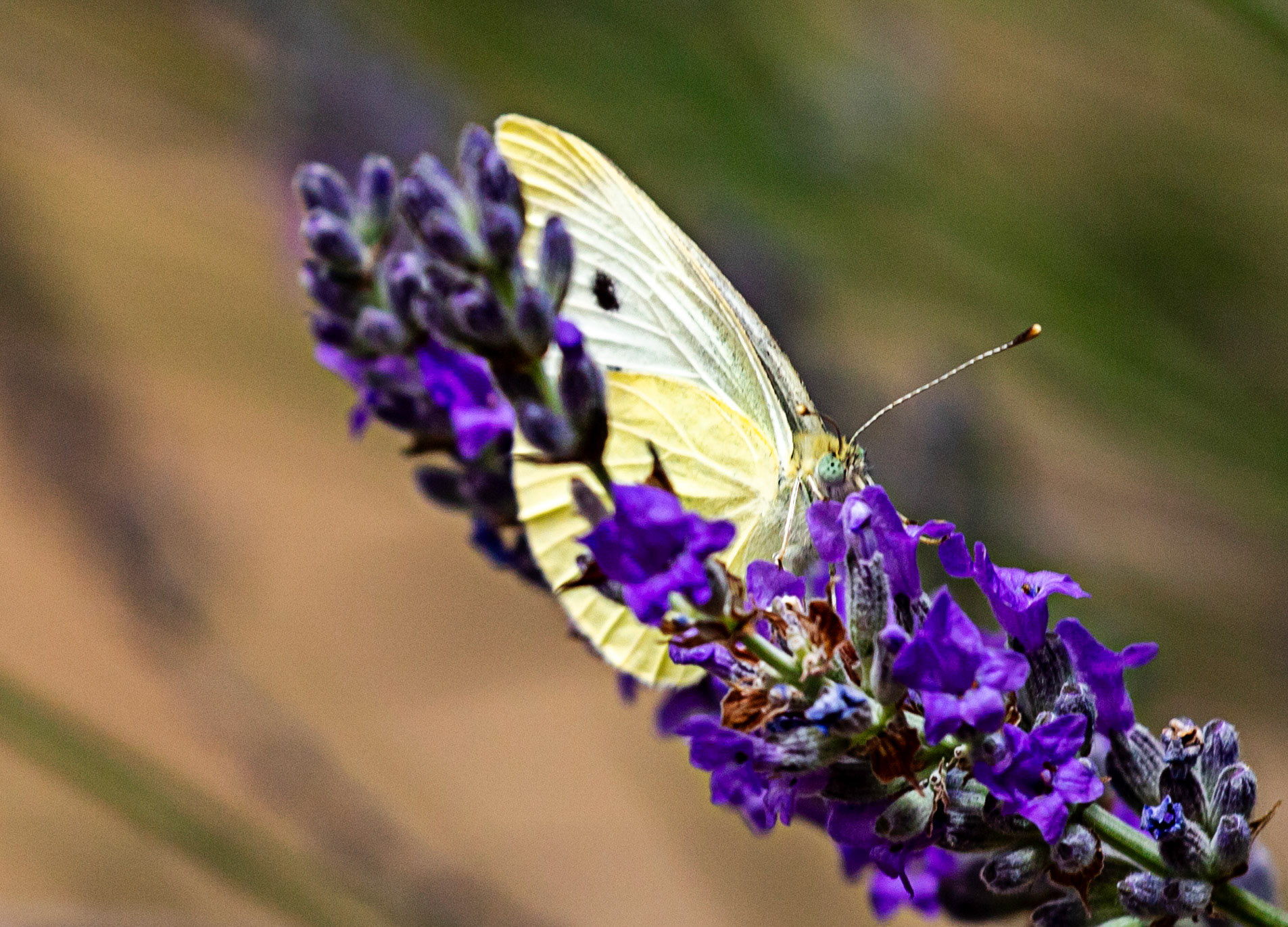 Butterflies in Siena Botanics 19 June 2024