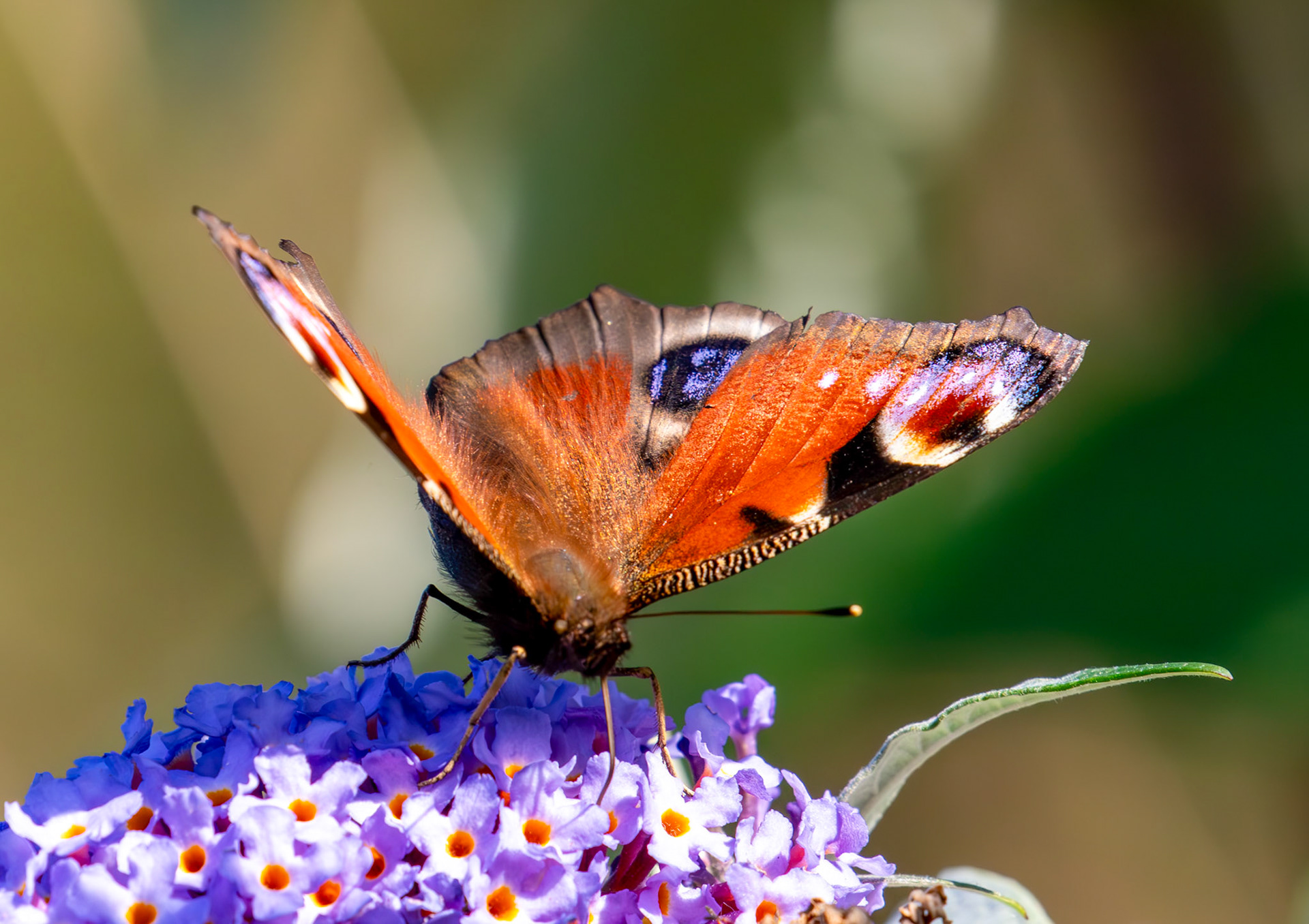 Peacock - RSPB Loch Leven 06 Sept 2024