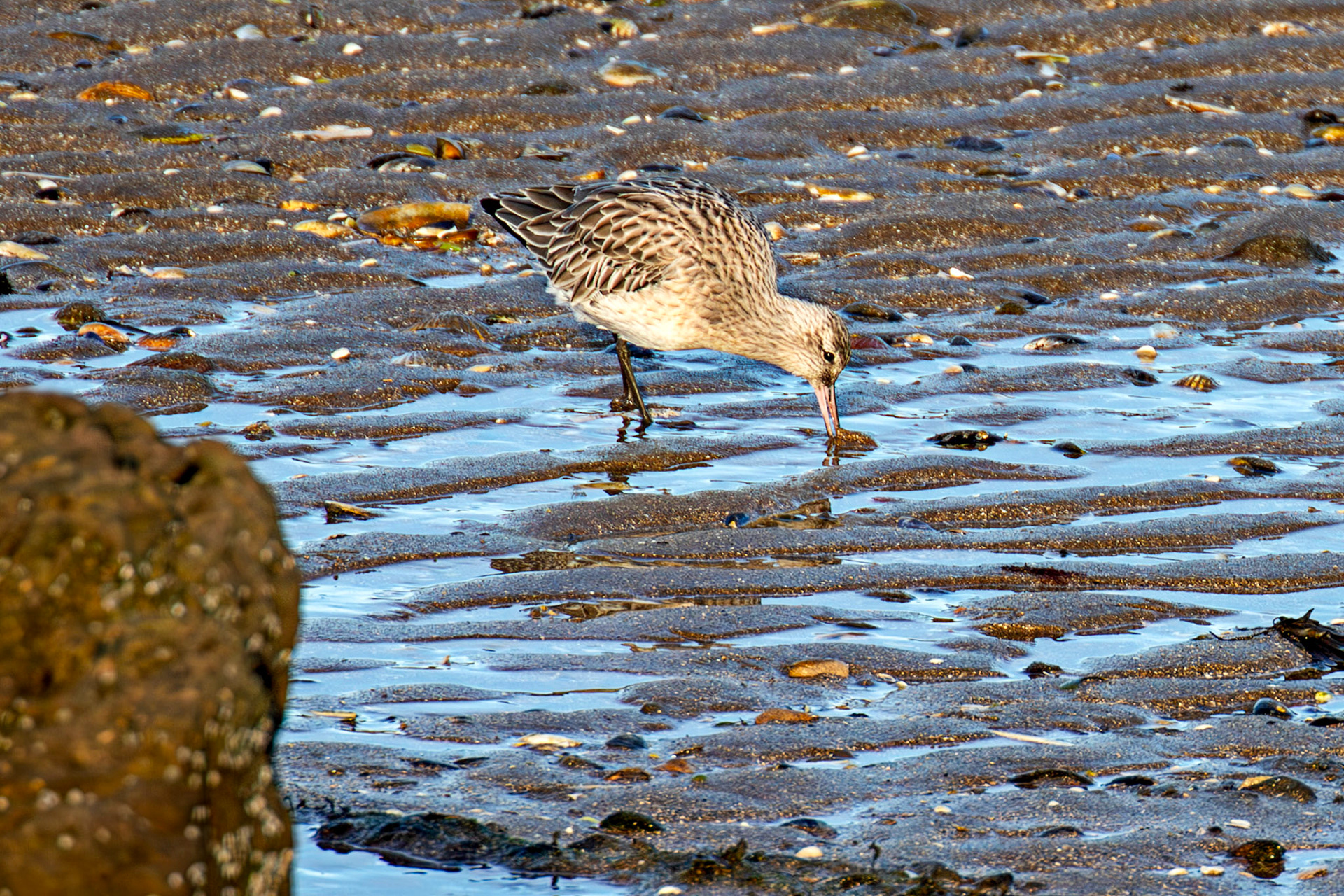Port Seton 18 November 2024