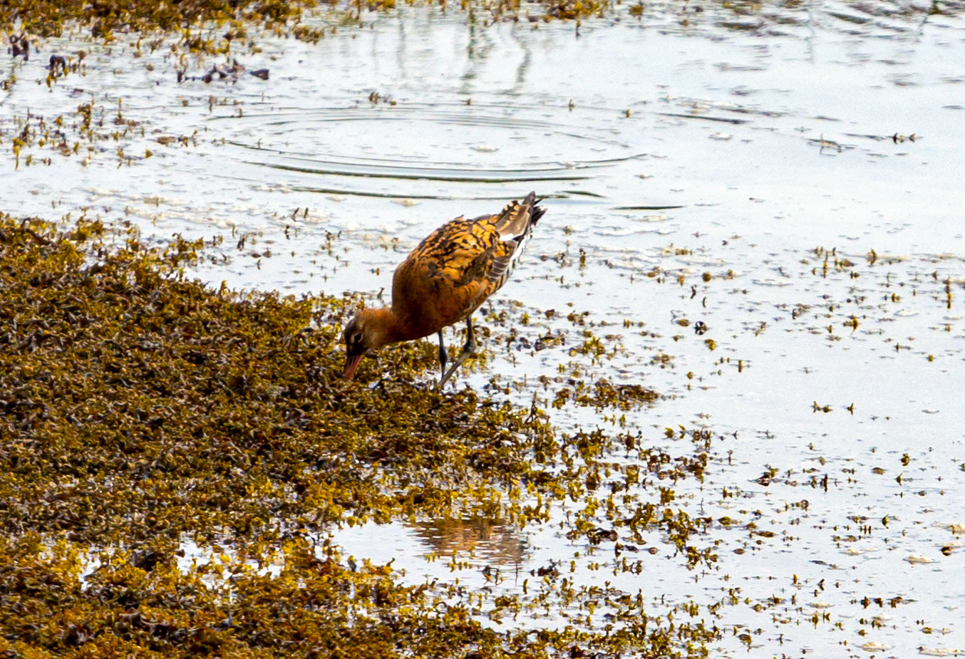 Bar Tailed Godwit - Yarmouth IOW 19  July 2022