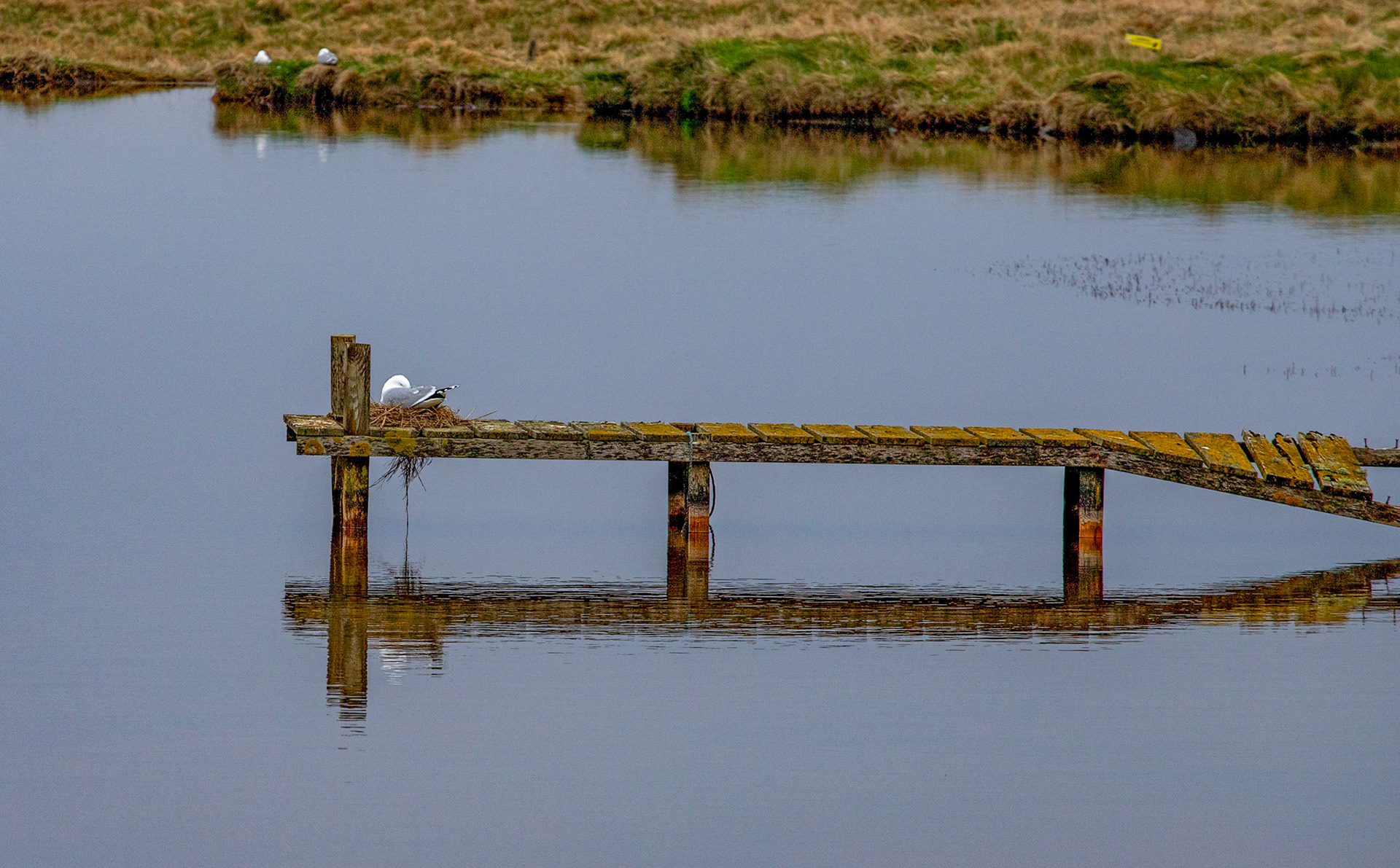 Noss Head 05 May 2024