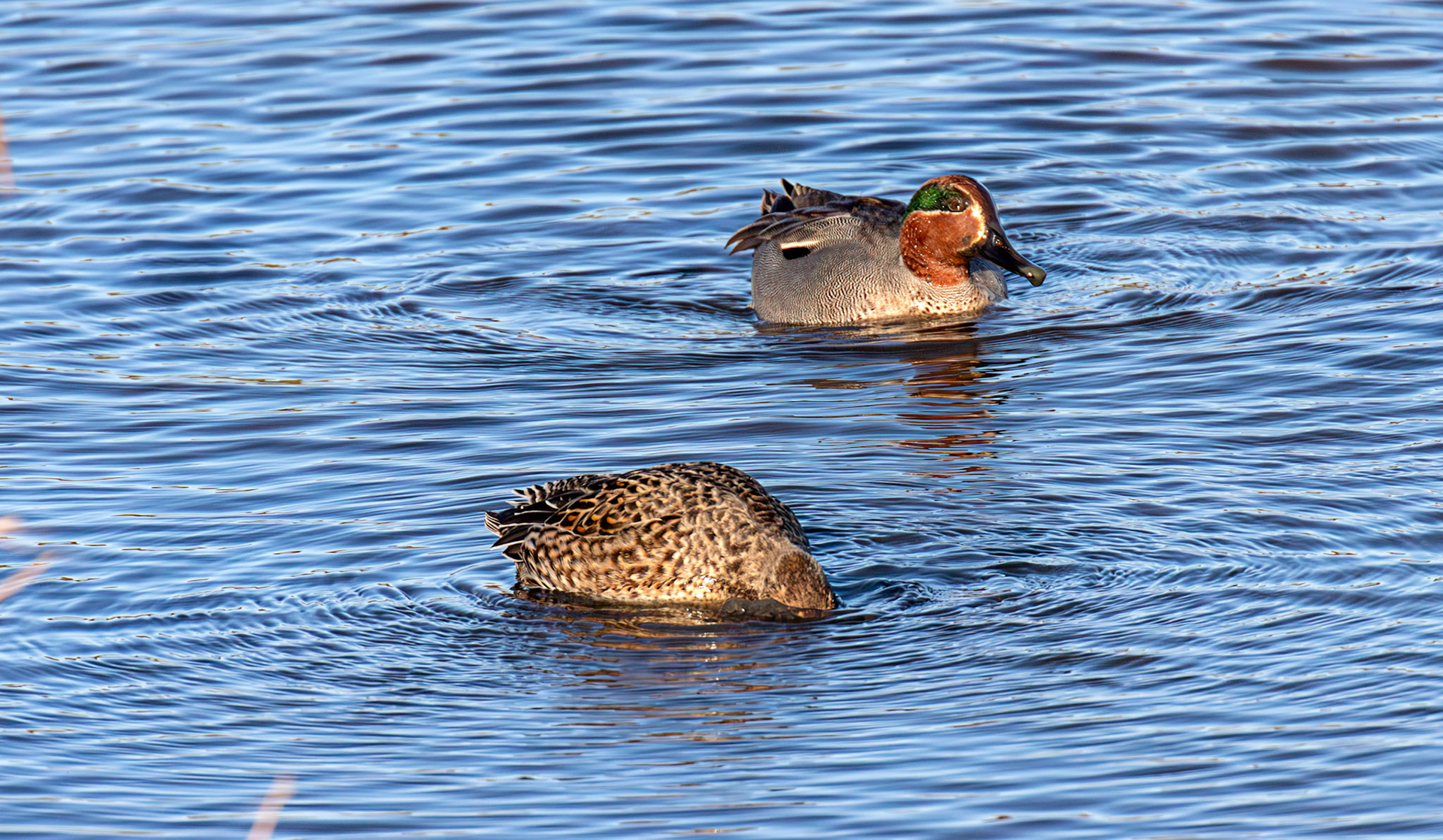 Teal at Titchfield Haven 02 January 2025