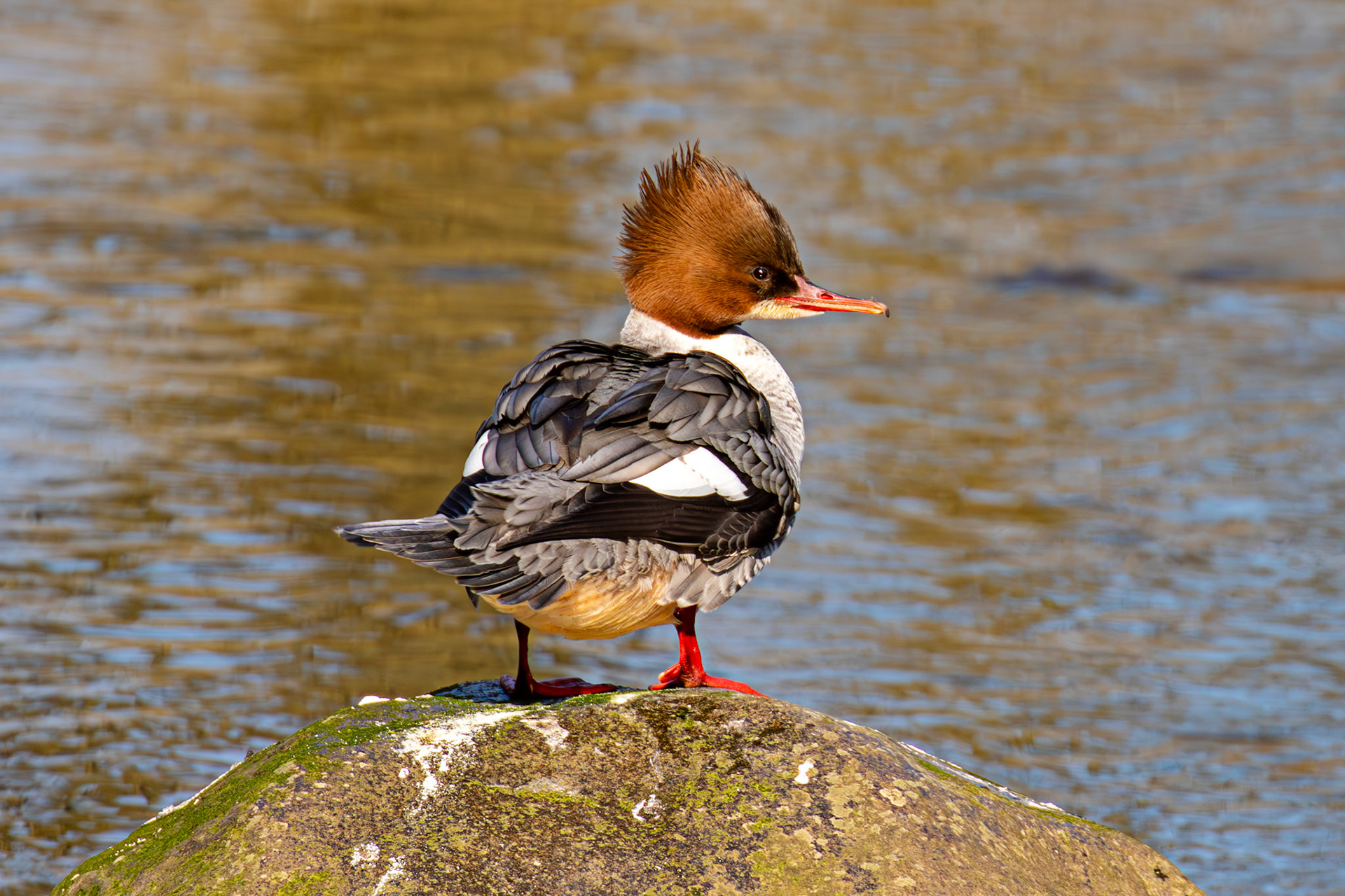 Goosander on River Almond in Almondell 18 March 2025
