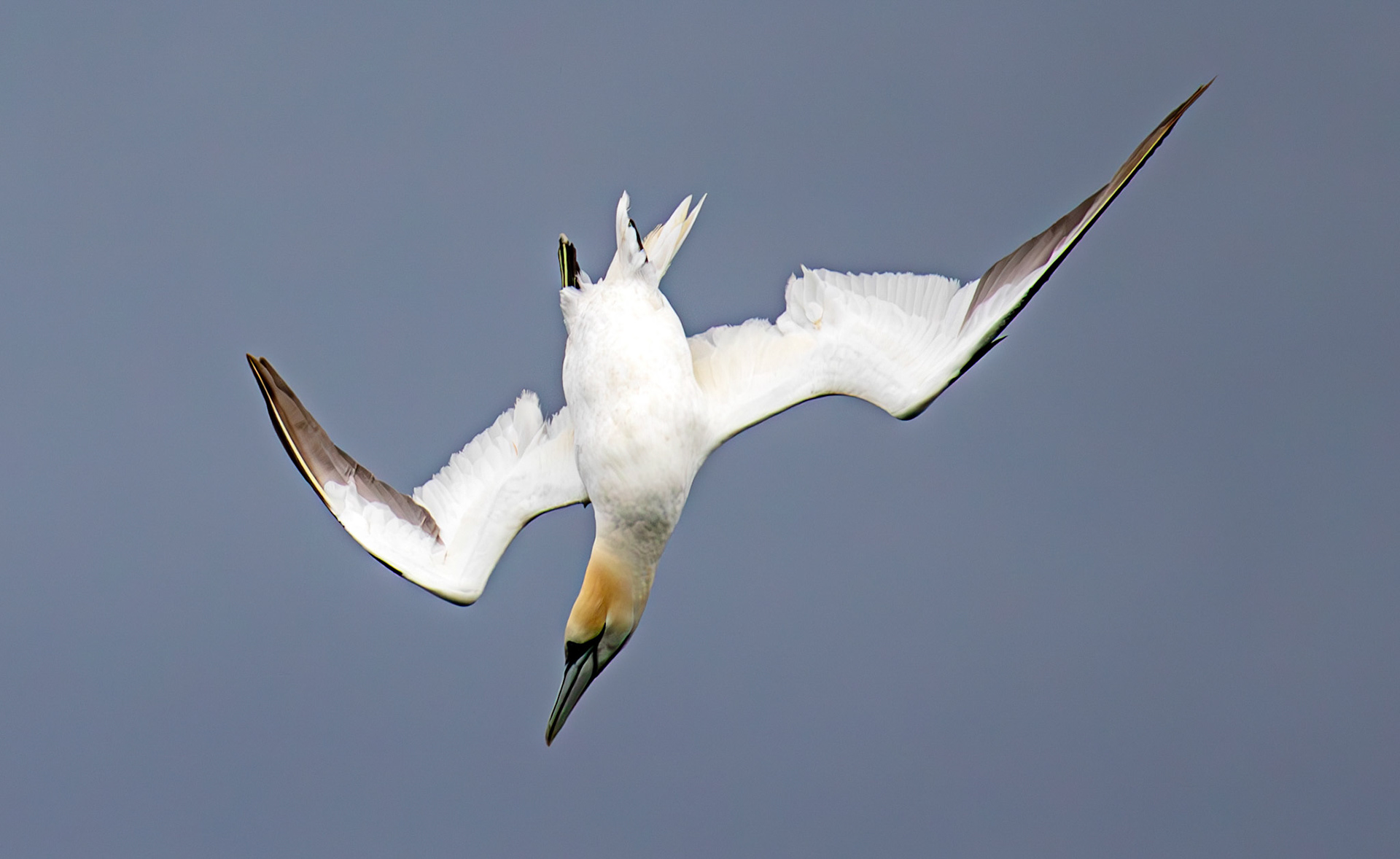 Gannets at North Berwick 14 Sept 2024
