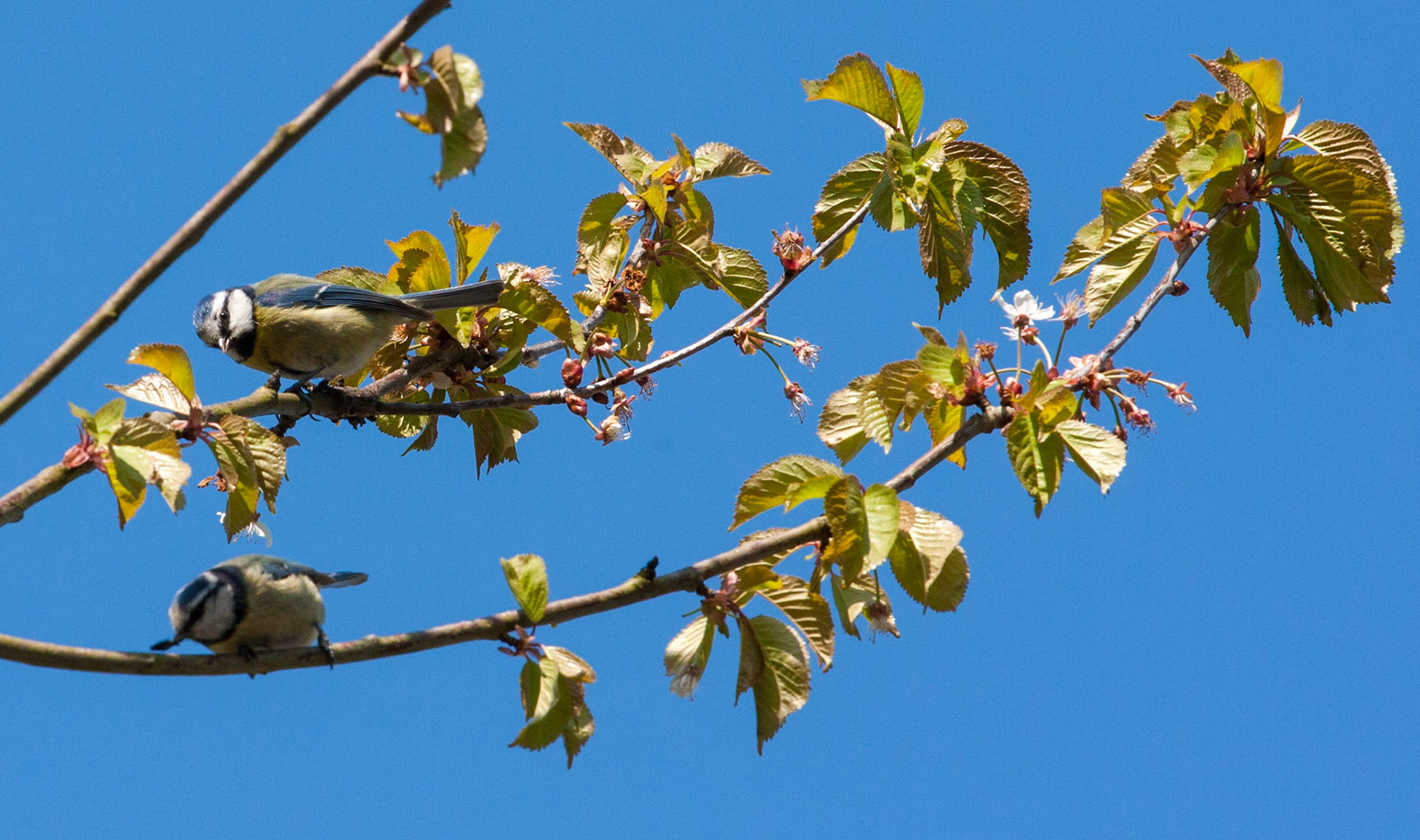 Blue tit in trees near Linlithgow Loch. 10 May 2016. Please see my other bird Photographs at:http://www.jamespdeans.co.uk/p335071268