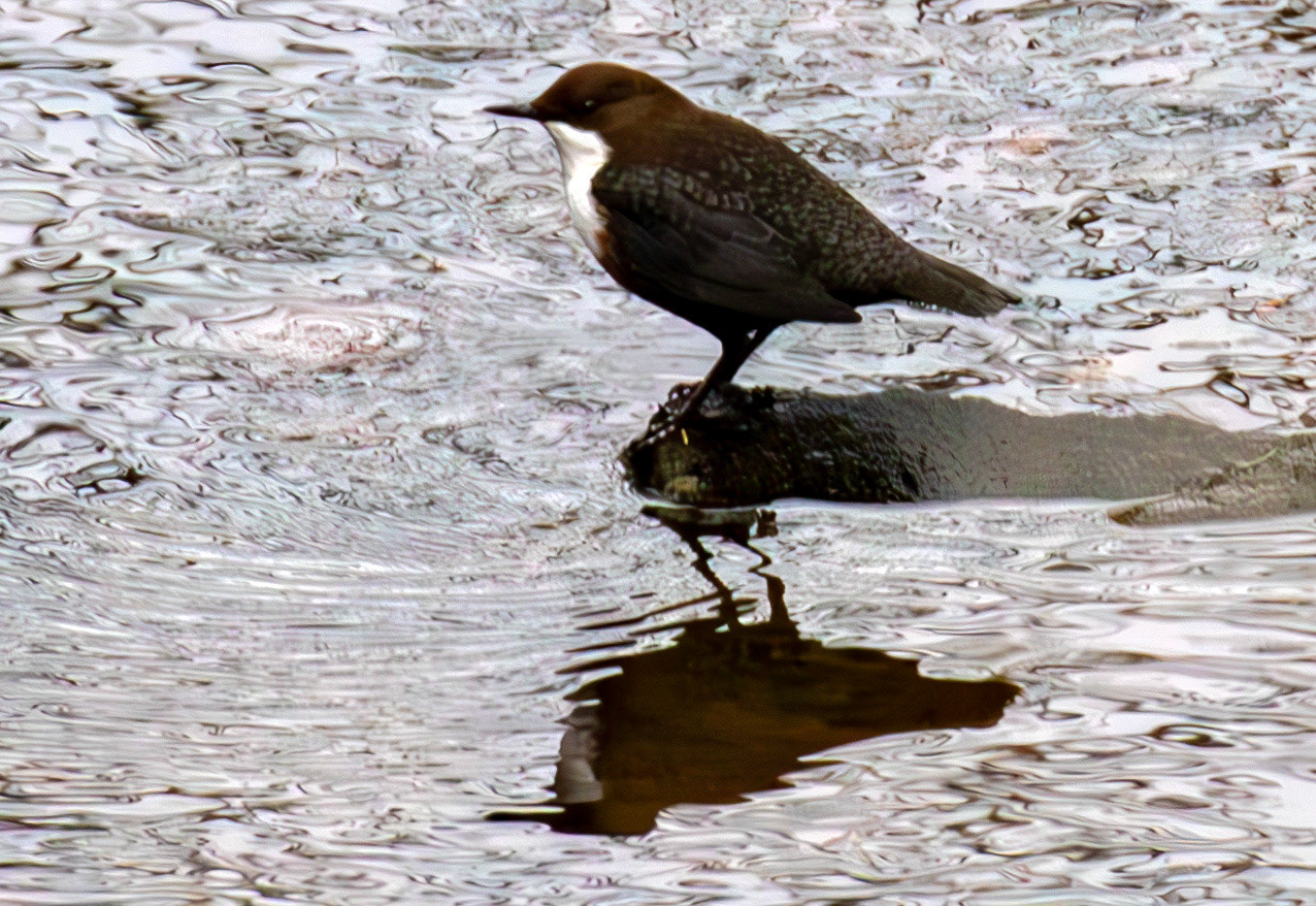 Dipper at Currie Bridge 02 March 2025