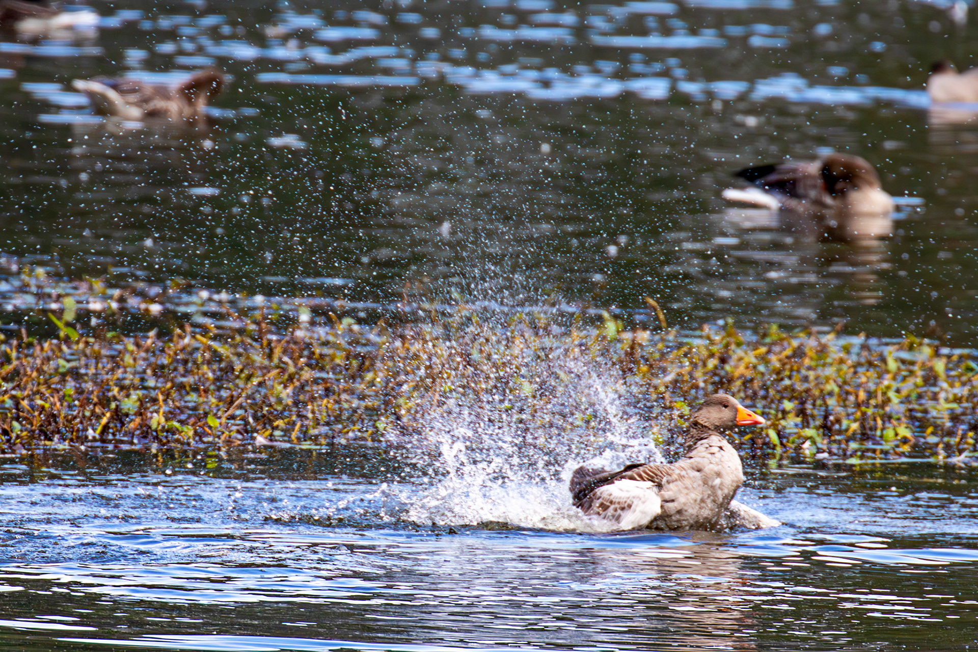 Greylag Geese at Beecraigs 24 September 2024