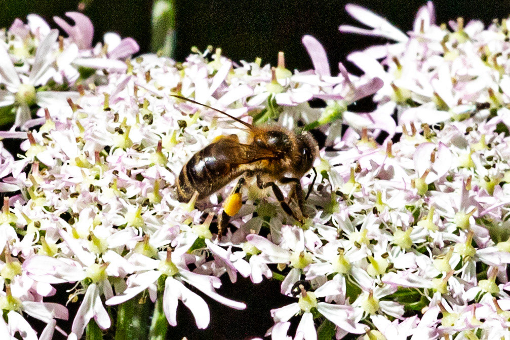 Insects in Livingston 08 July 2024