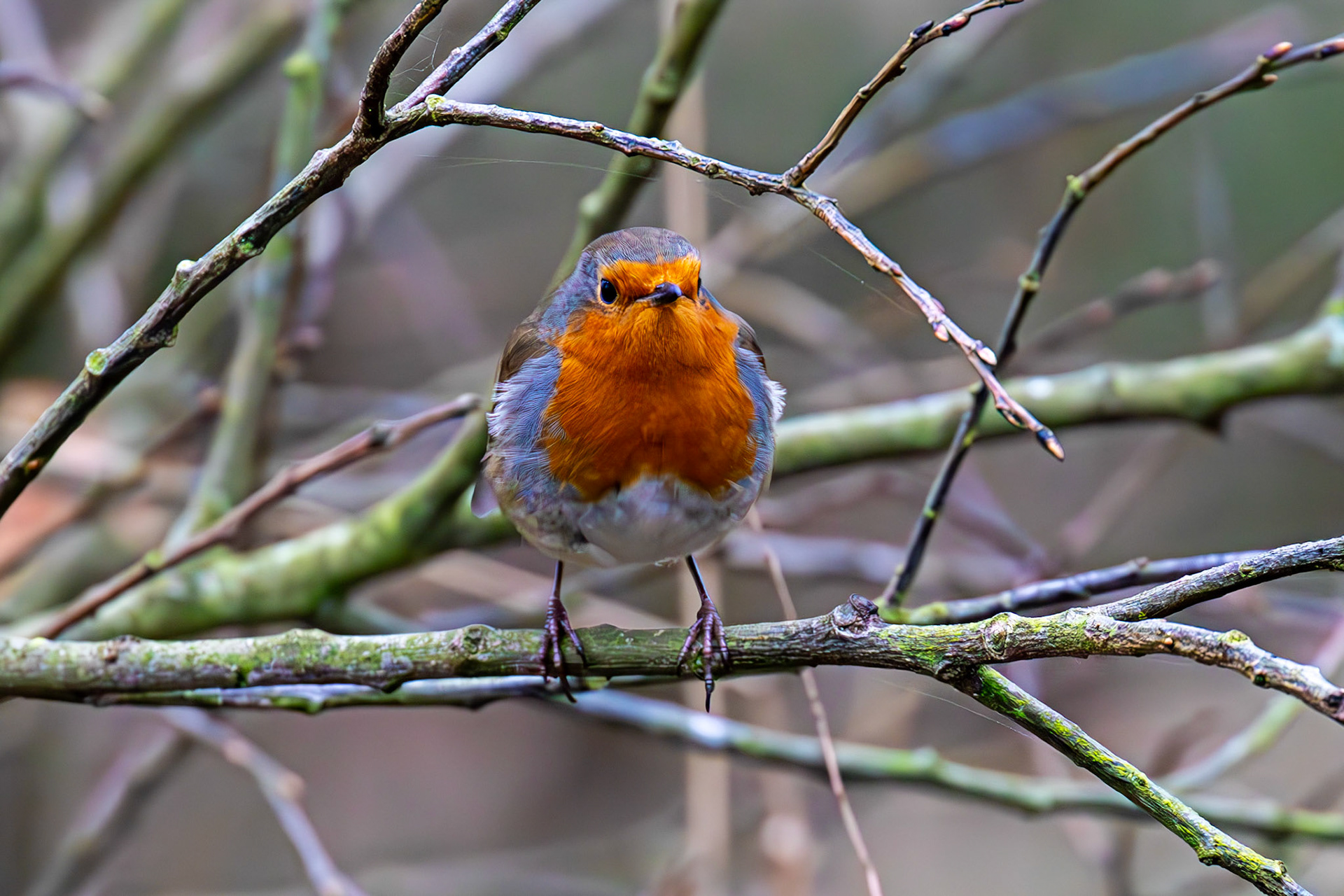 Robin, Hermand Birch Wood 13 November 2024