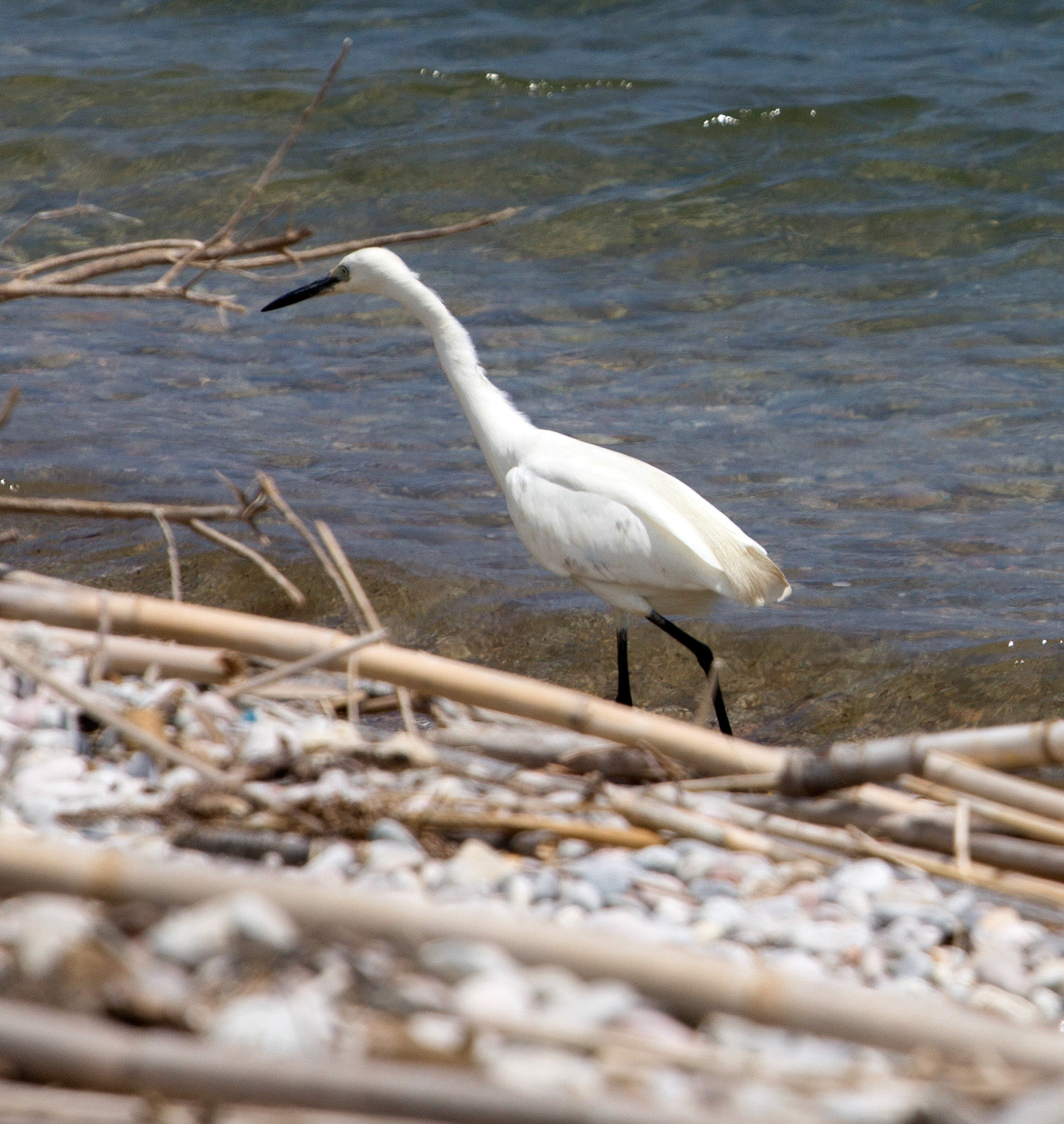 Reserva Natural de s'AlbuferetaPlease see my other Photographs at: http://www.jamespdeans.co.uk/