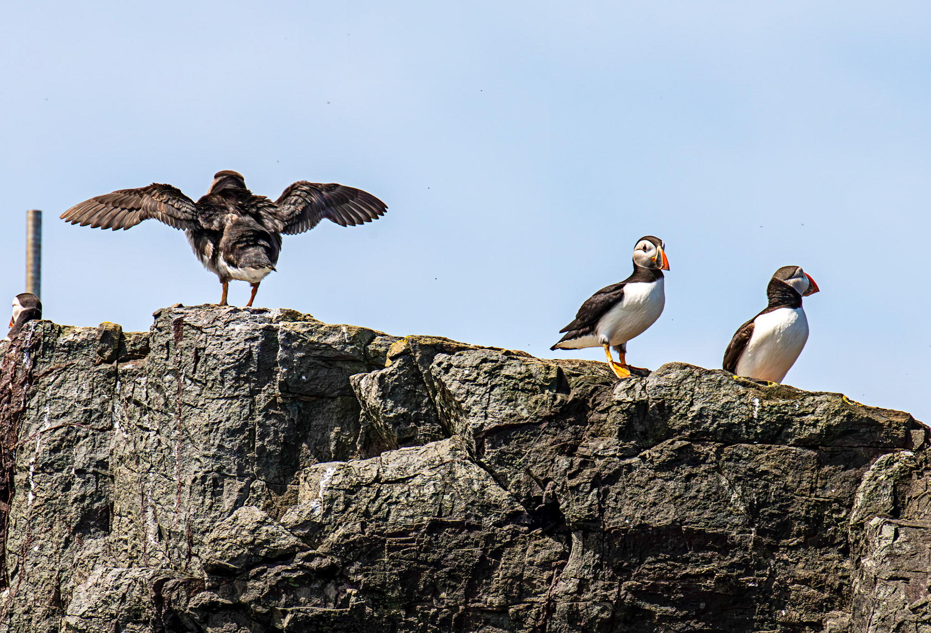 Puffins - Farne Islands 03 July 2026